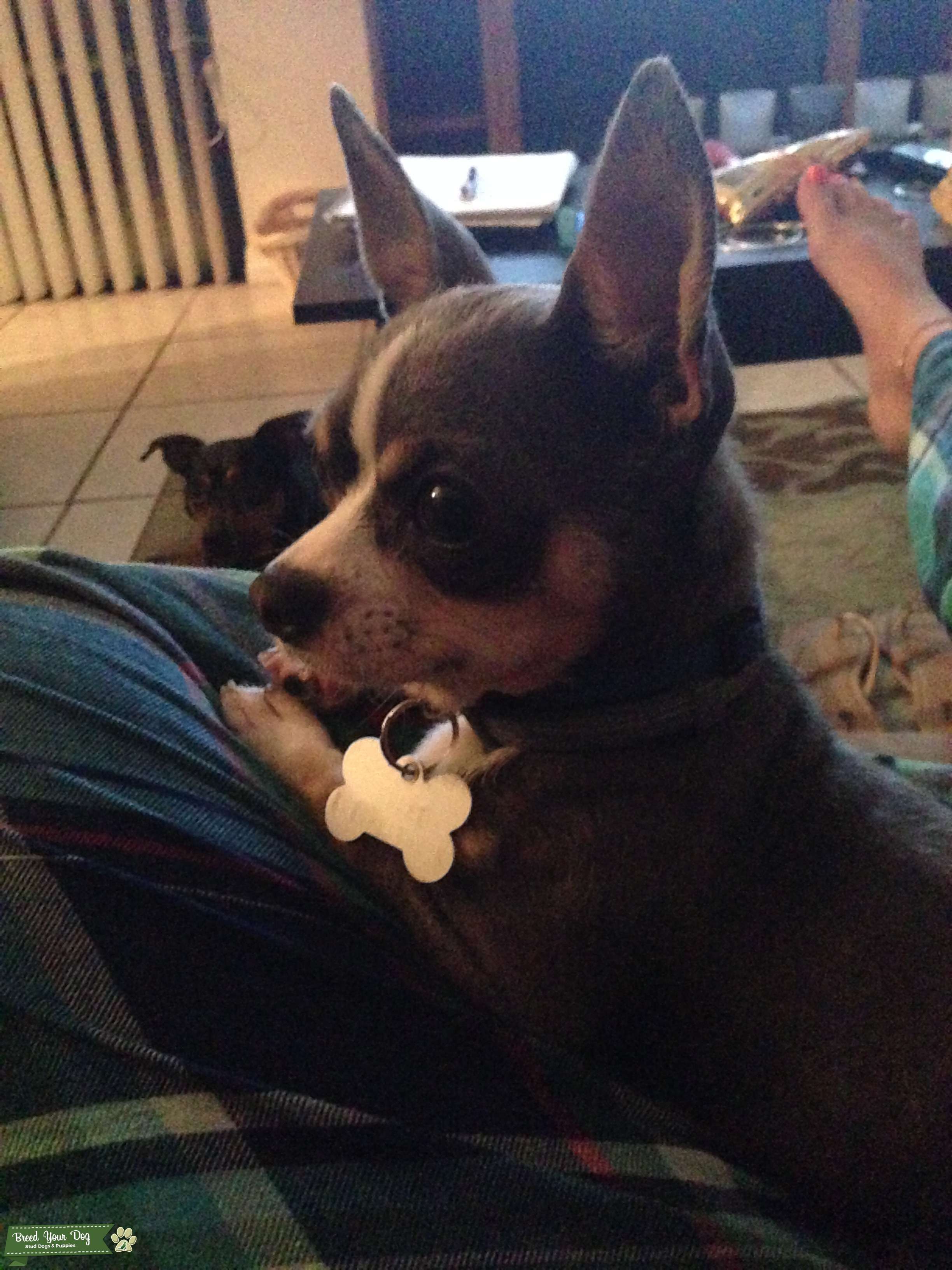 CKC Registered Teacup Tricolor Chihuahua Stud Dog Florida Breed