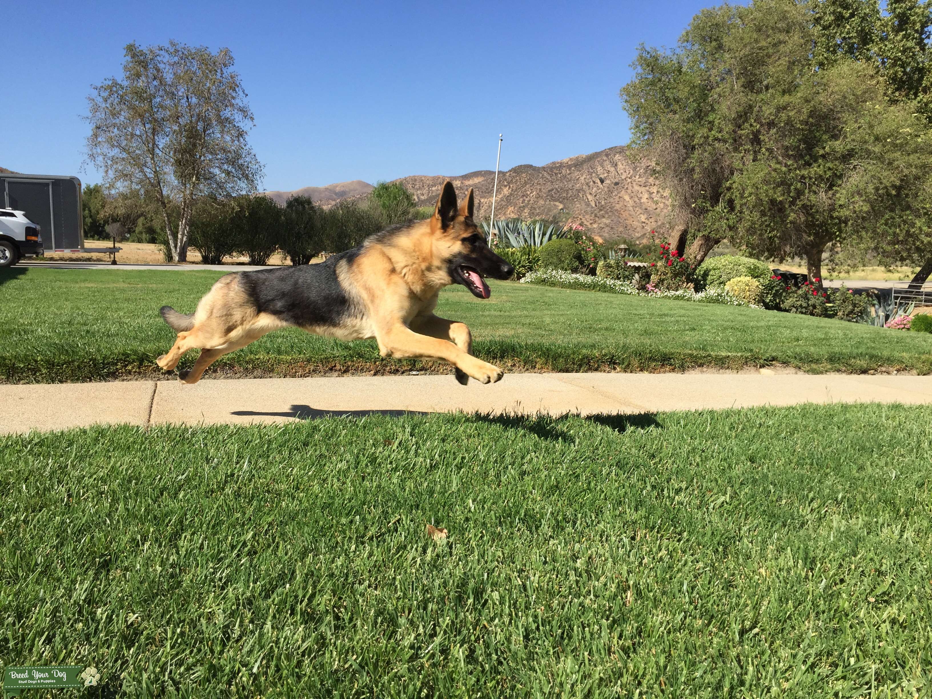 AKC German Shepherd Stud Dog in Santa Clarita, the United States