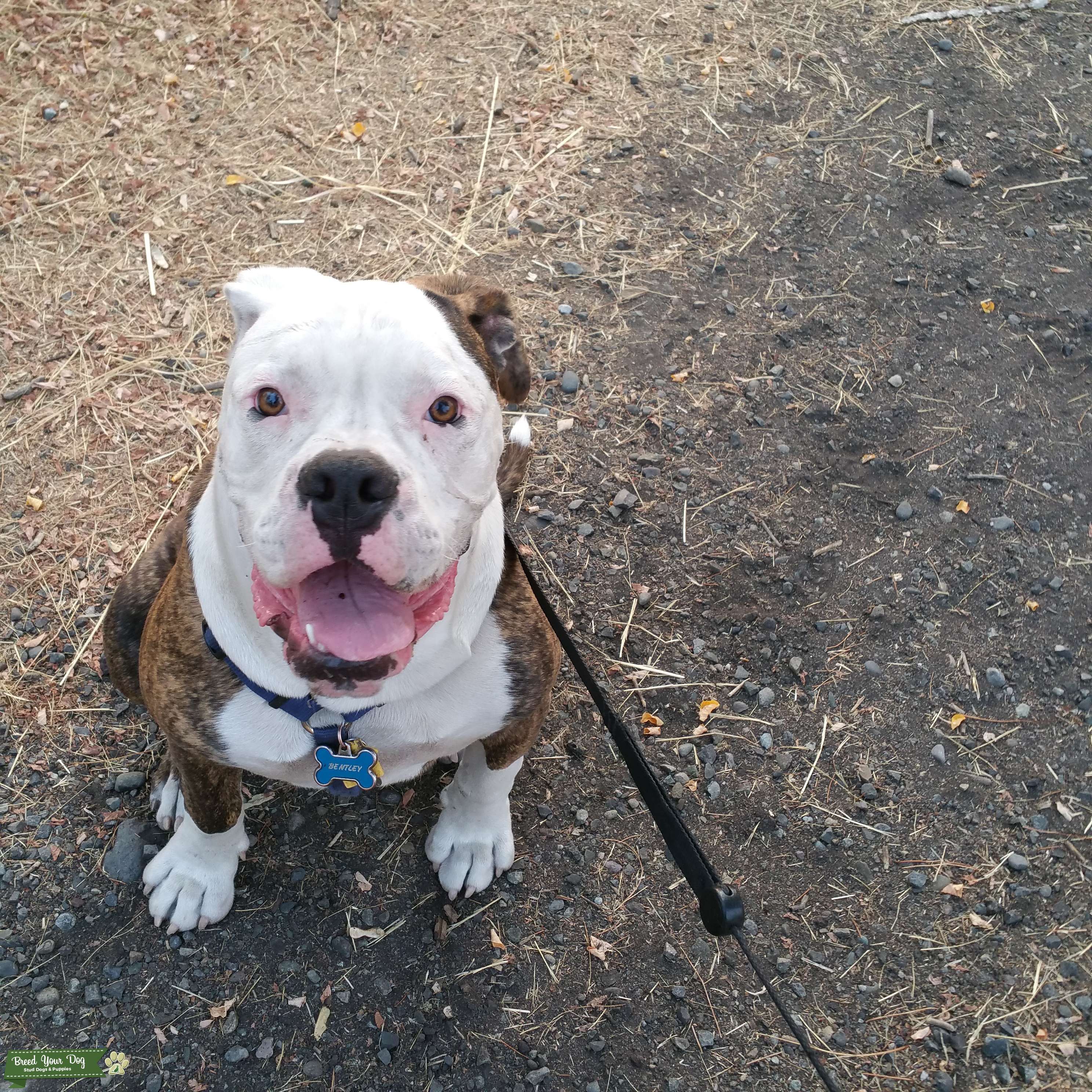 Purebred American Bulldog Stud Stud Dog in Spanaway, WA, the United