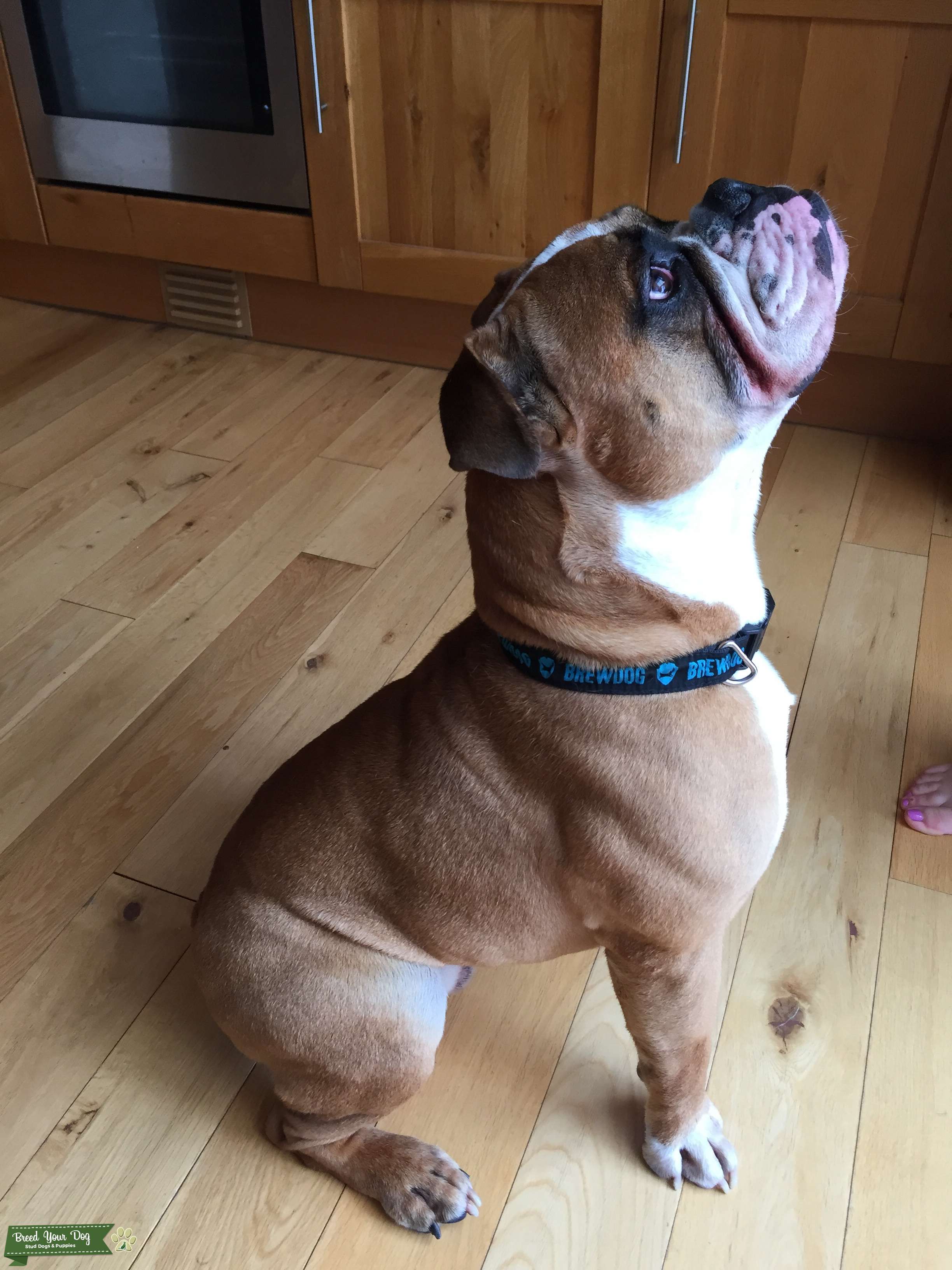 English Bulldog for Stud Stud Dog West Midlands Breed Your Dog