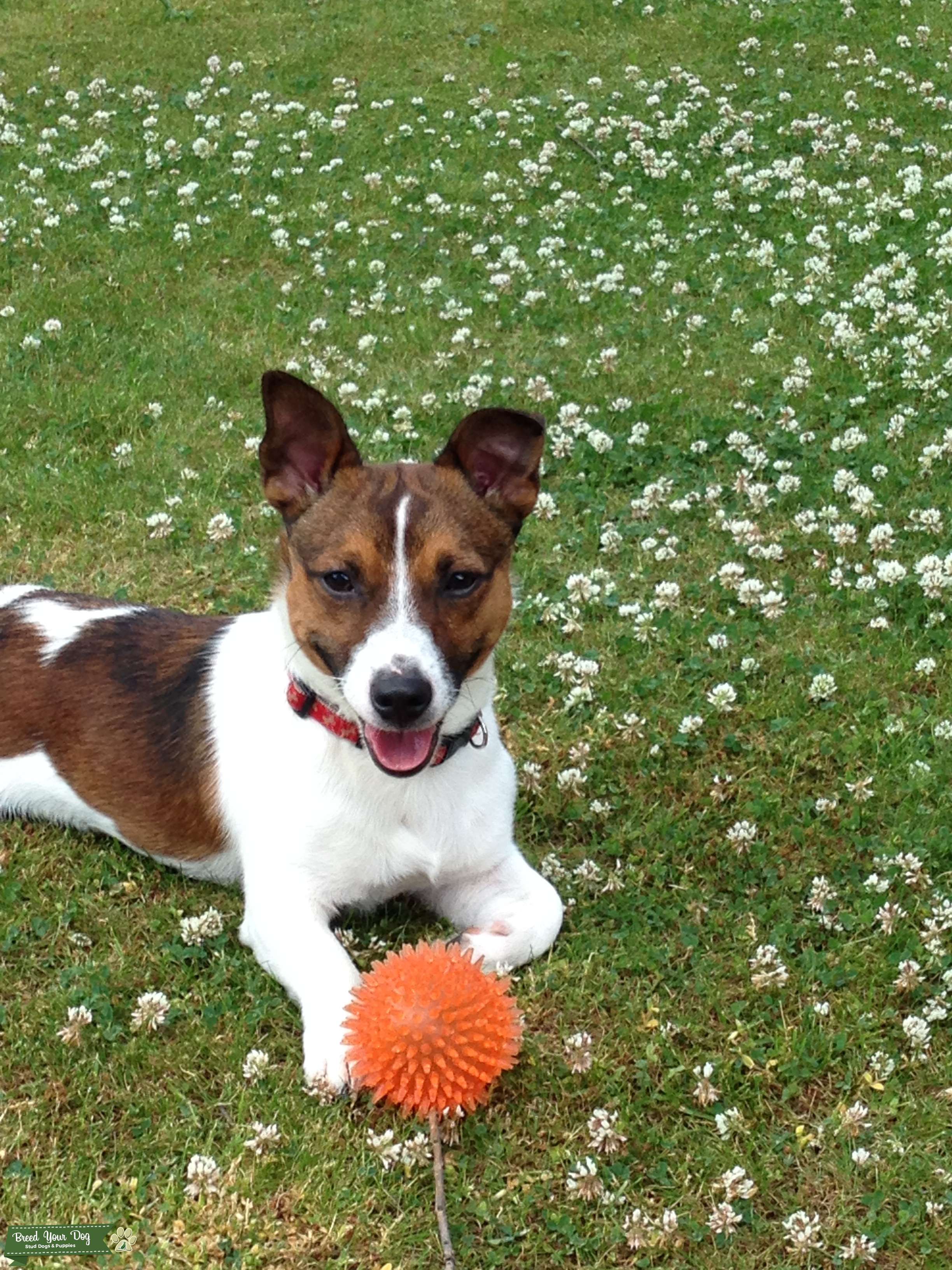 Short legged, tricolour Jack Russell for stud. Stud Dog in Yorkshire