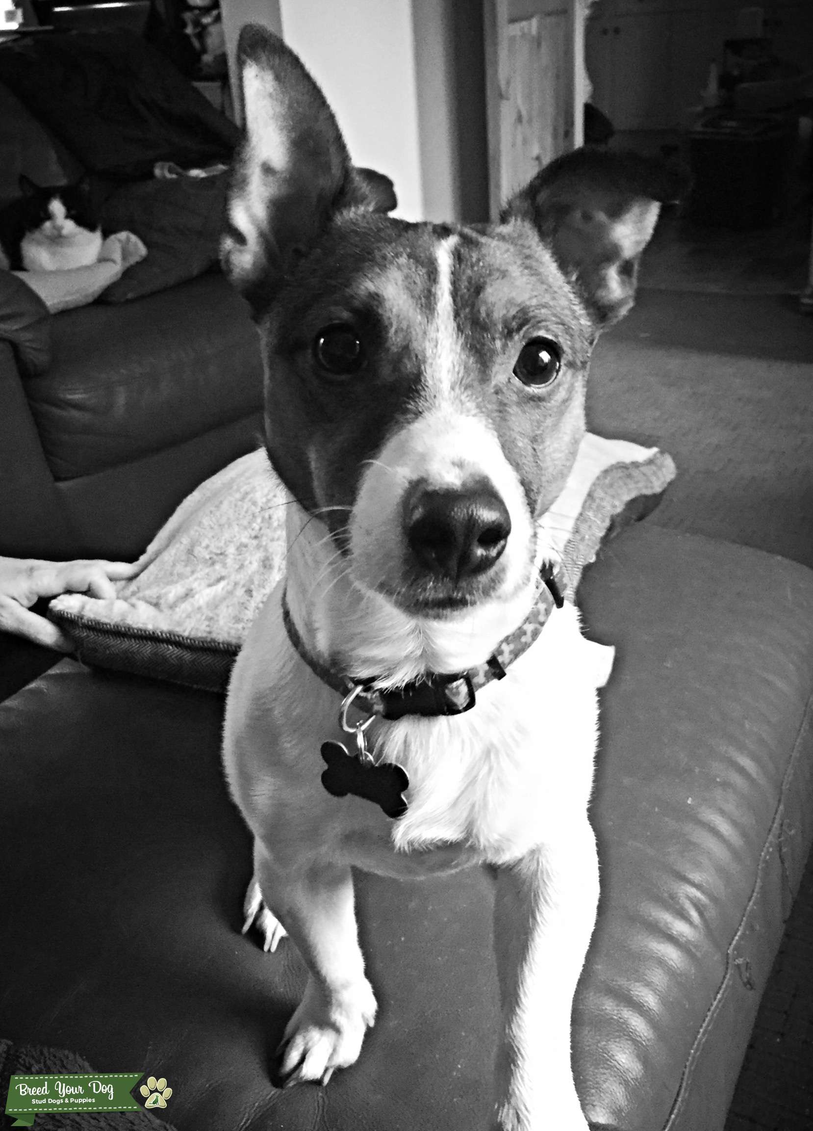 Short legged, tricolour Jack Russell for stud. - Stud Dog in Yorkshire