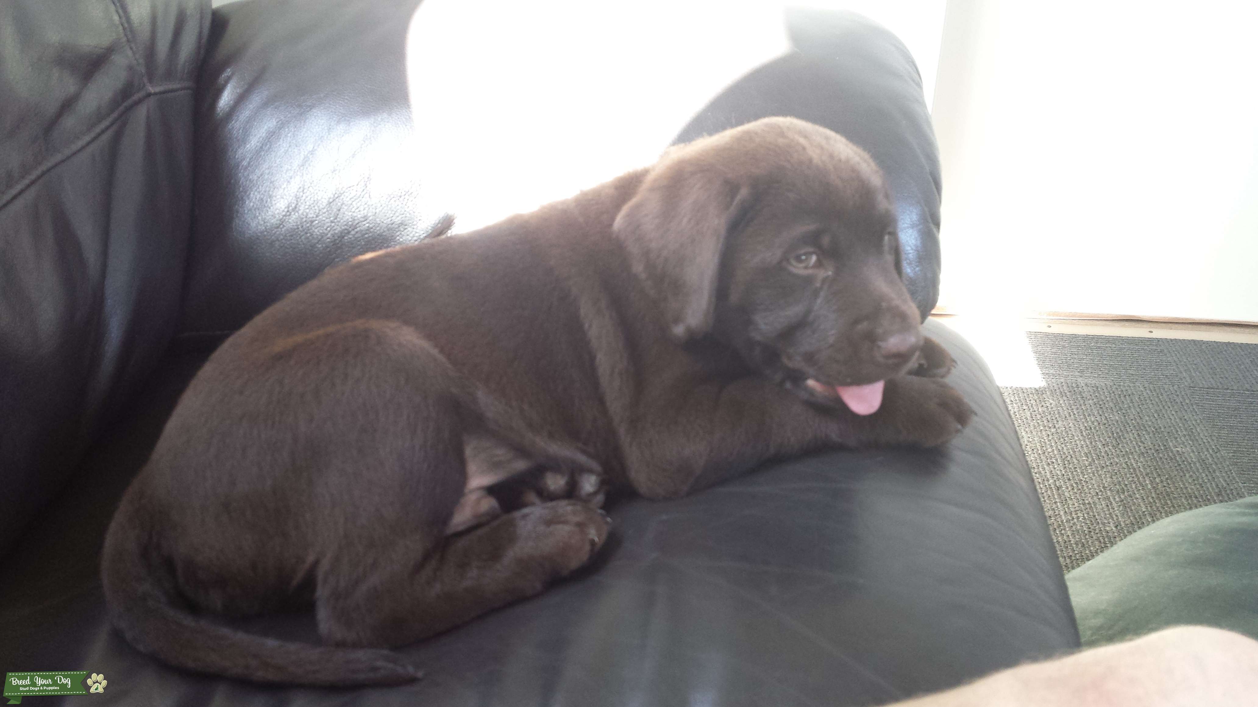 Pure breed hunting lab Stud Dog in Auckland, United States Breed