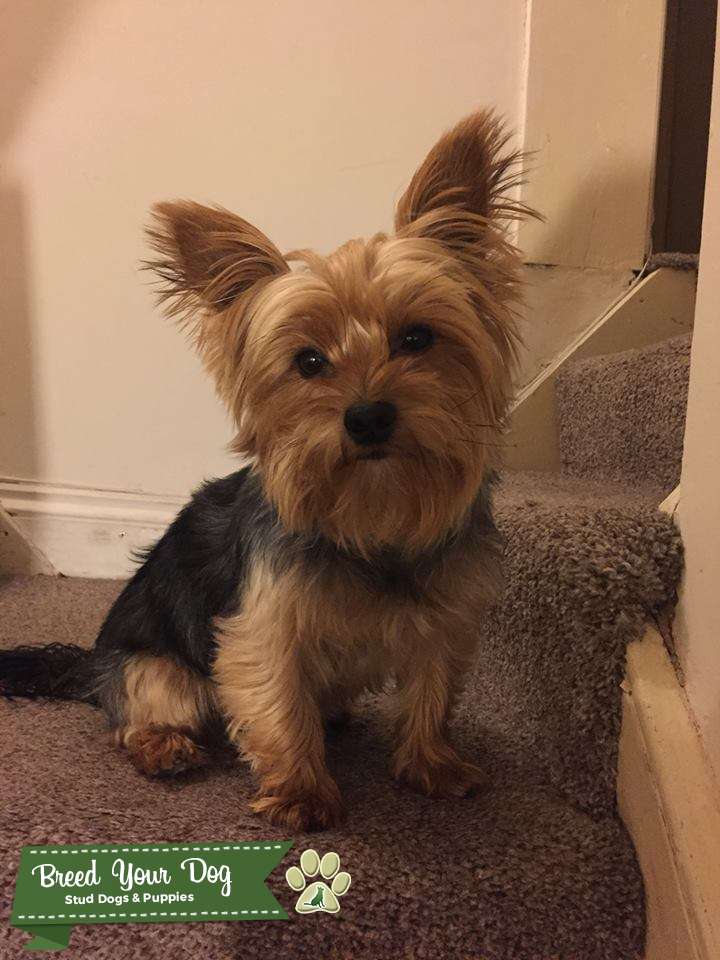 Lovely Yorkshire terrier ready for stud Stud Dog in London, the