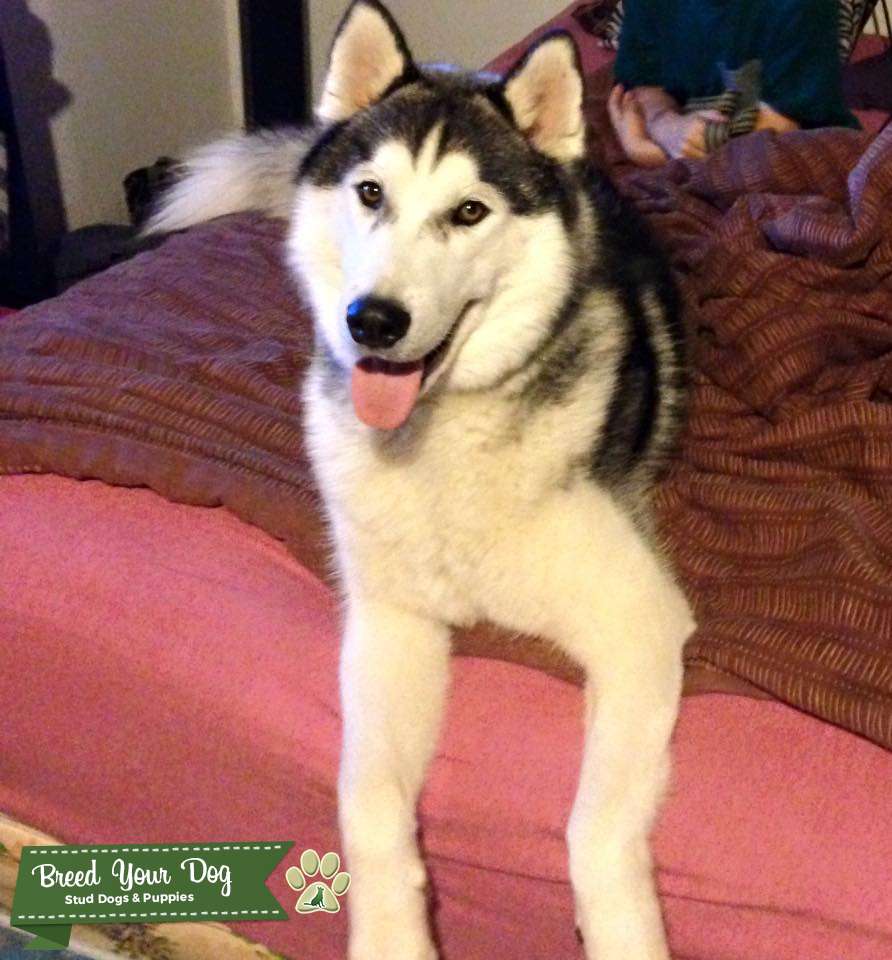 AKC, APRI, UKC registered Siberian Husky male for stud Stud Dog in