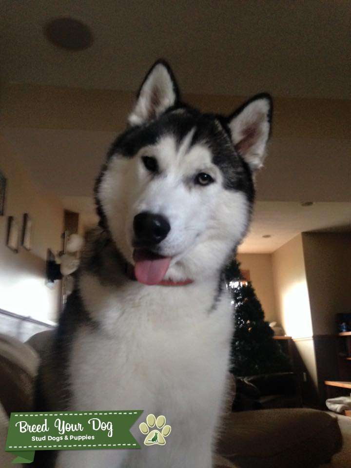 AKC, APRI, UKC registered Siberian Husky male for stud Stud Dog in