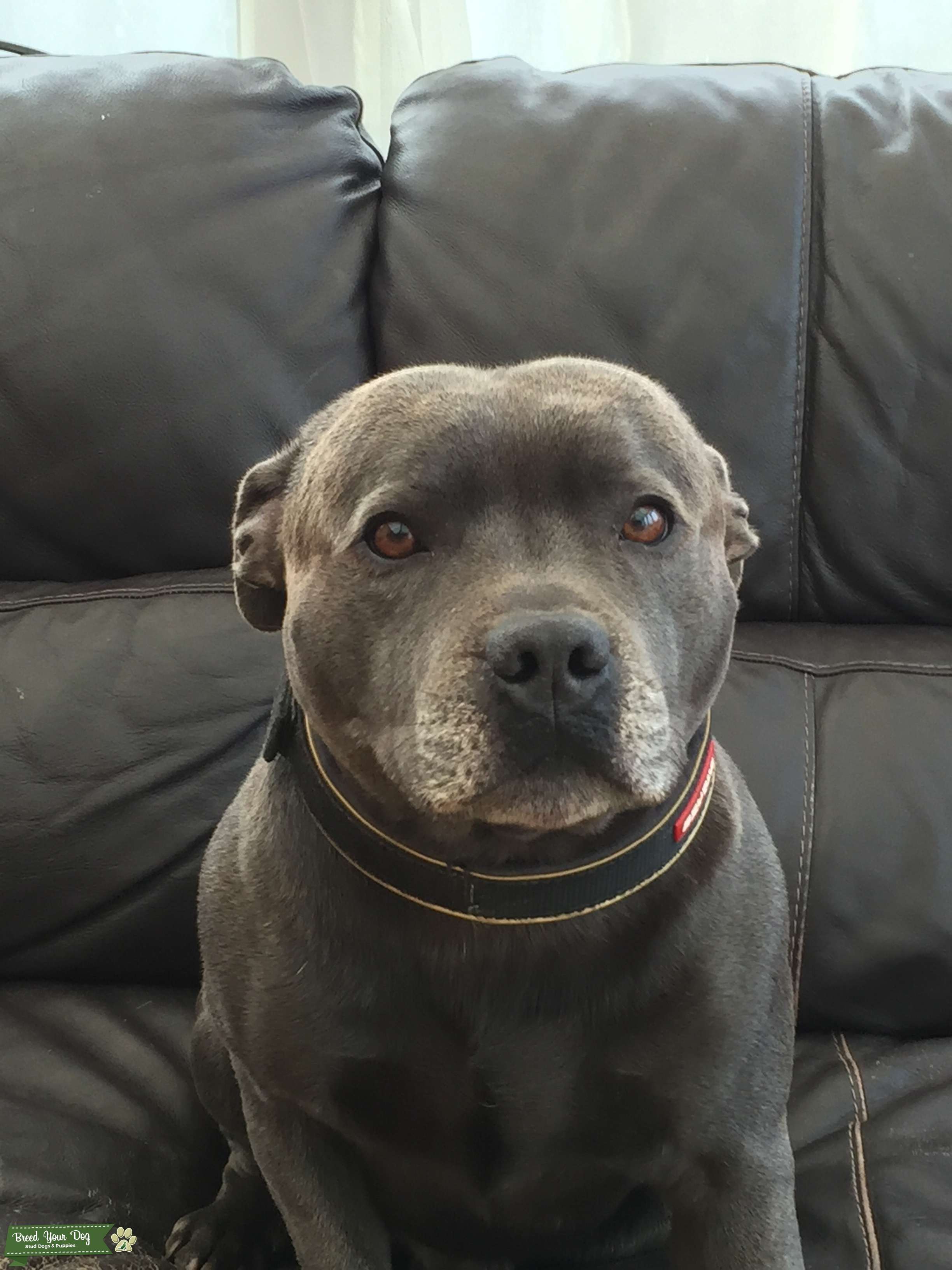 Stud Dog Blue Staffordshire Bull Terrier Breed Your Dog
