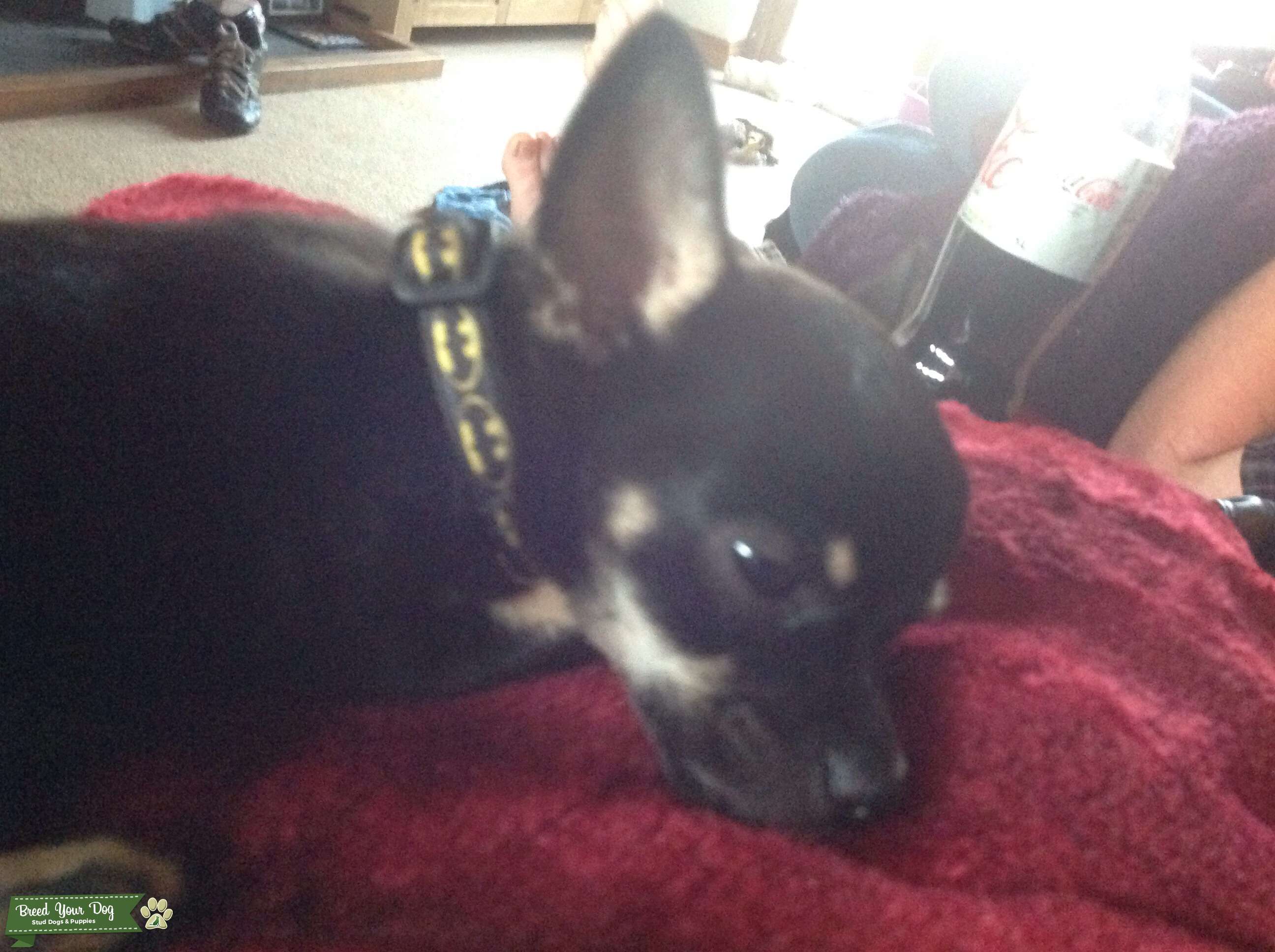 Black and Tan chihuahua stud dog Stud Dog in Kings lynn, the United