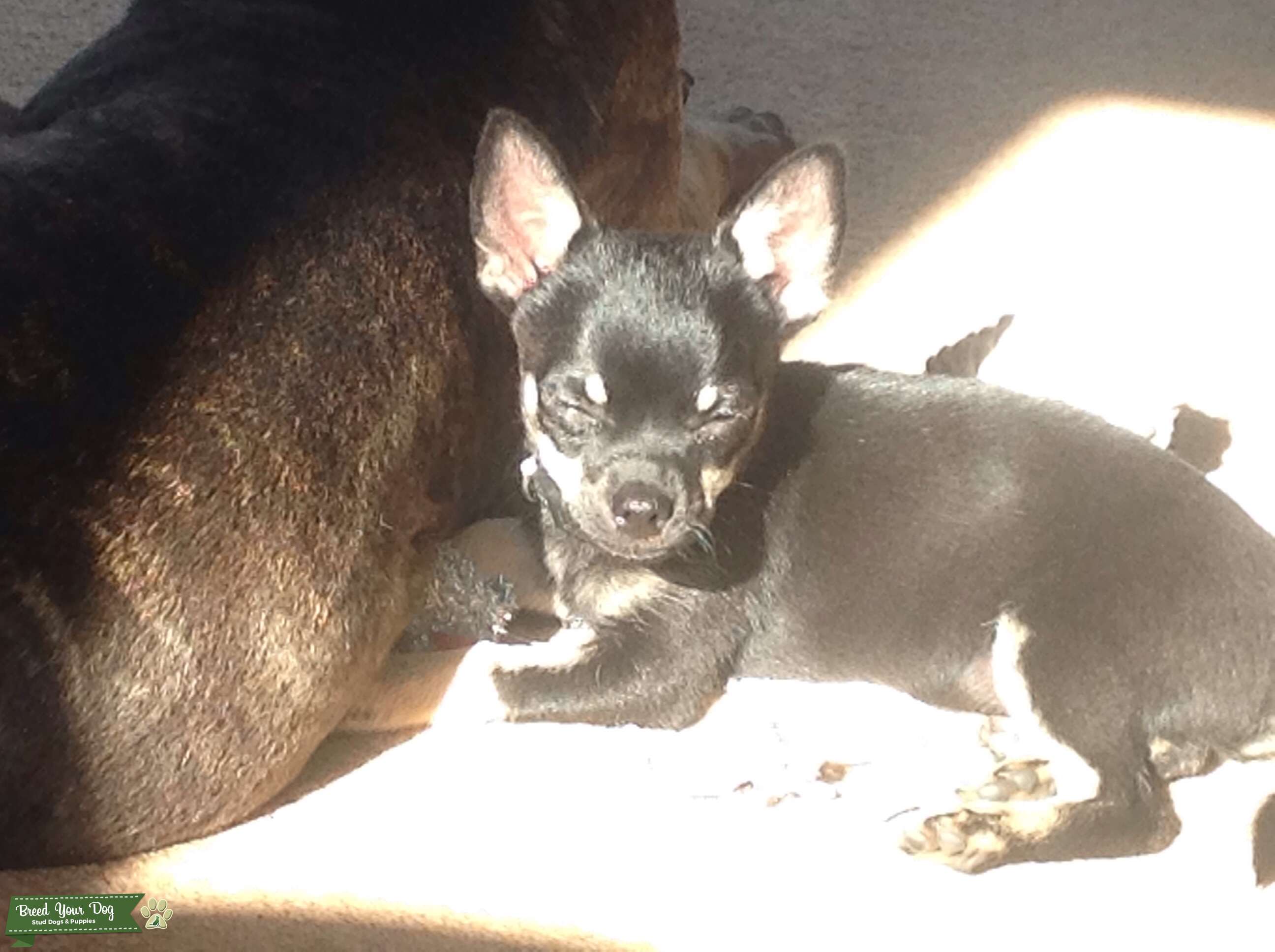 Black and Tan chihuahua stud dog Stud Dog in Kings lynn, the United