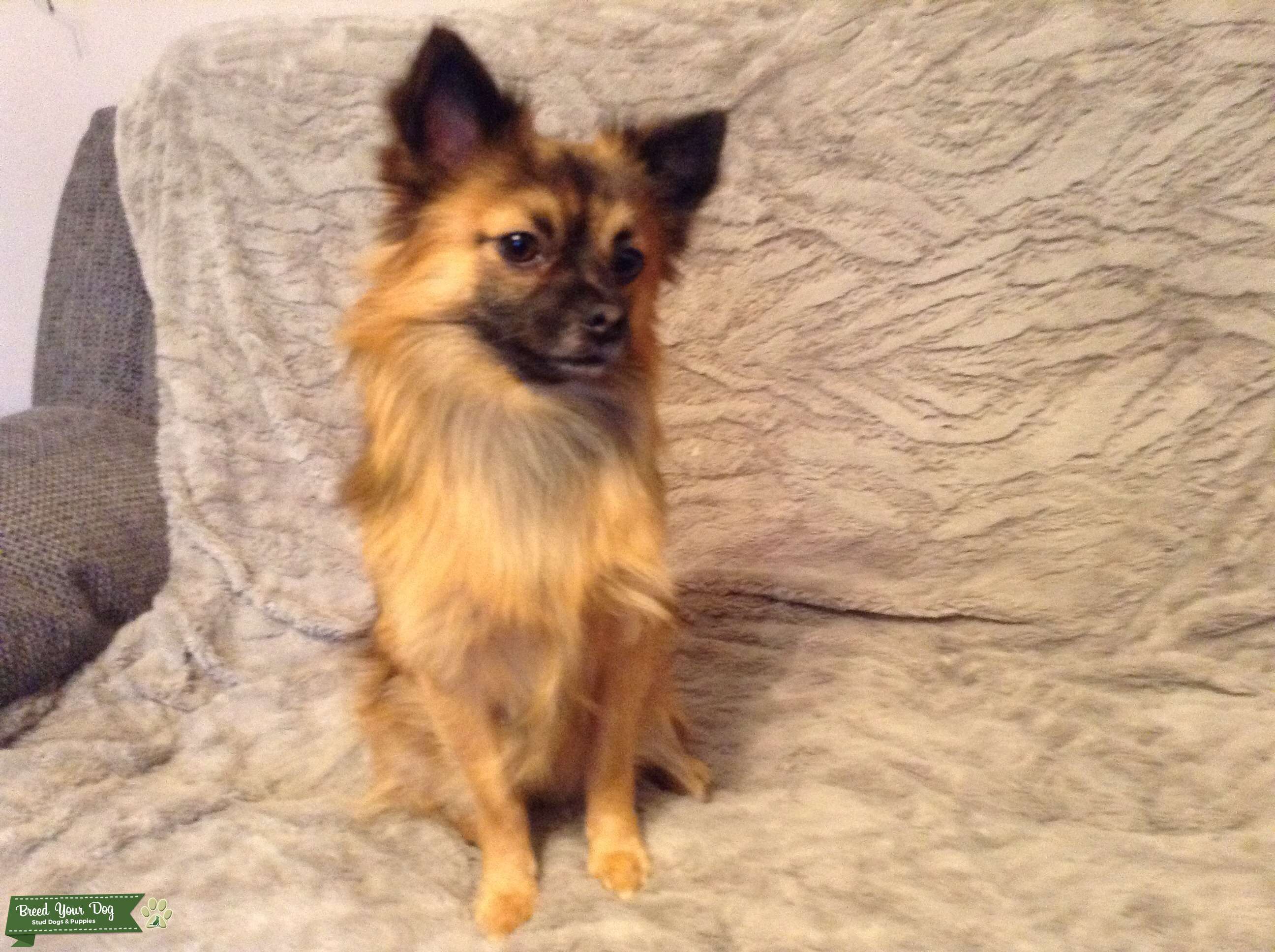 Long coat Chihuahua Stud Dog in East Yorkshire , the United States