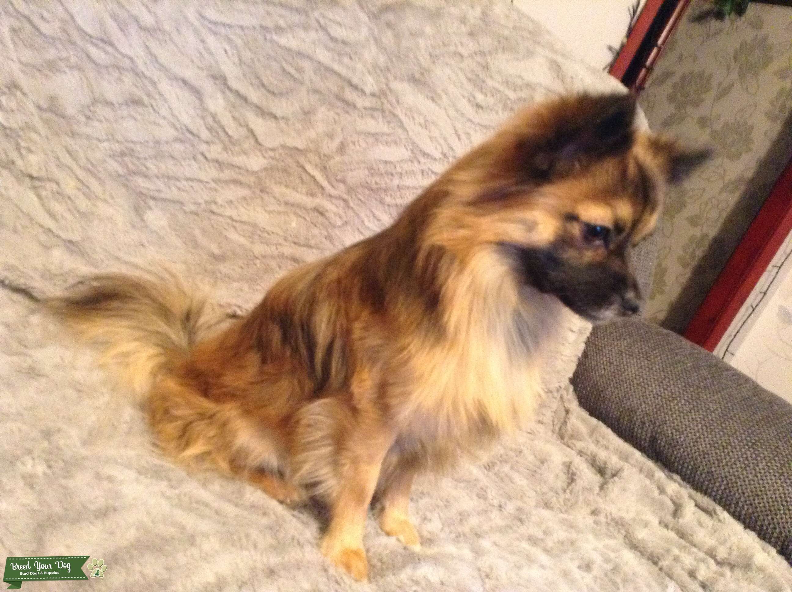 Long coat Chihuahua Stud Dog in East Yorkshire , the United States