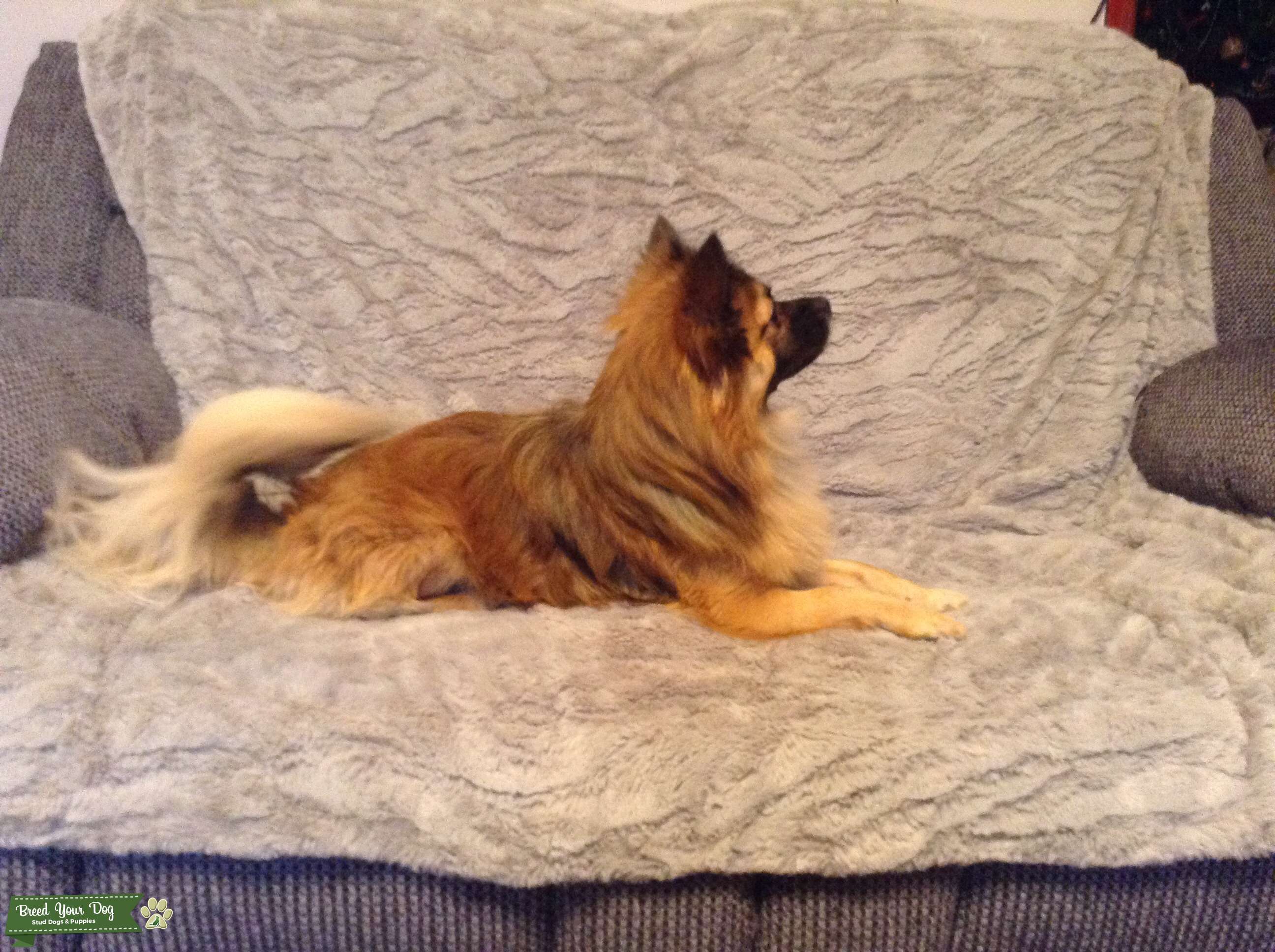 Long coat Chihuahua Stud Dog in East Yorkshire , the United States