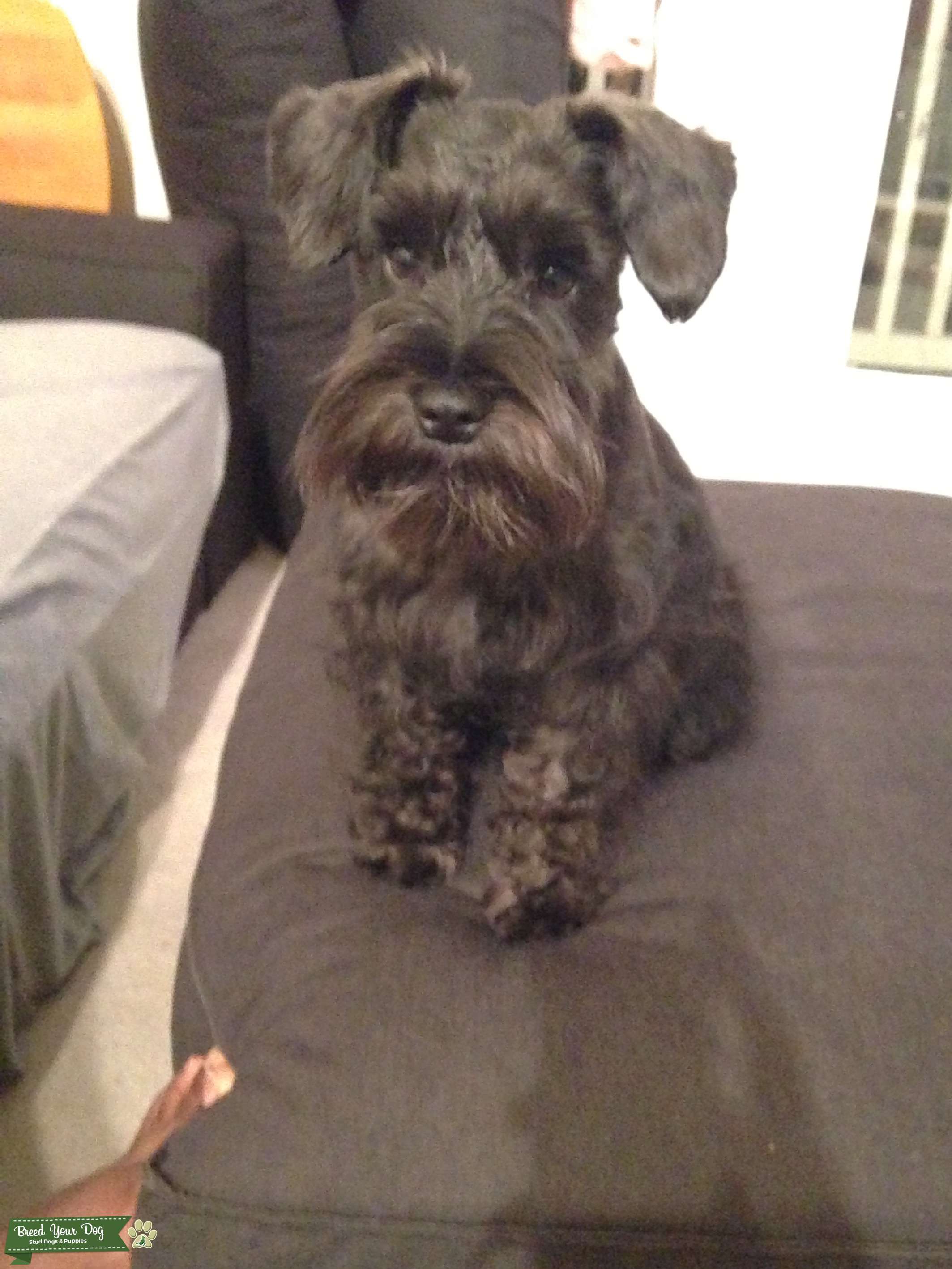 Stud Dog - BLACK MALE MINIATURE SCHNAUZER - Breed Your Dog