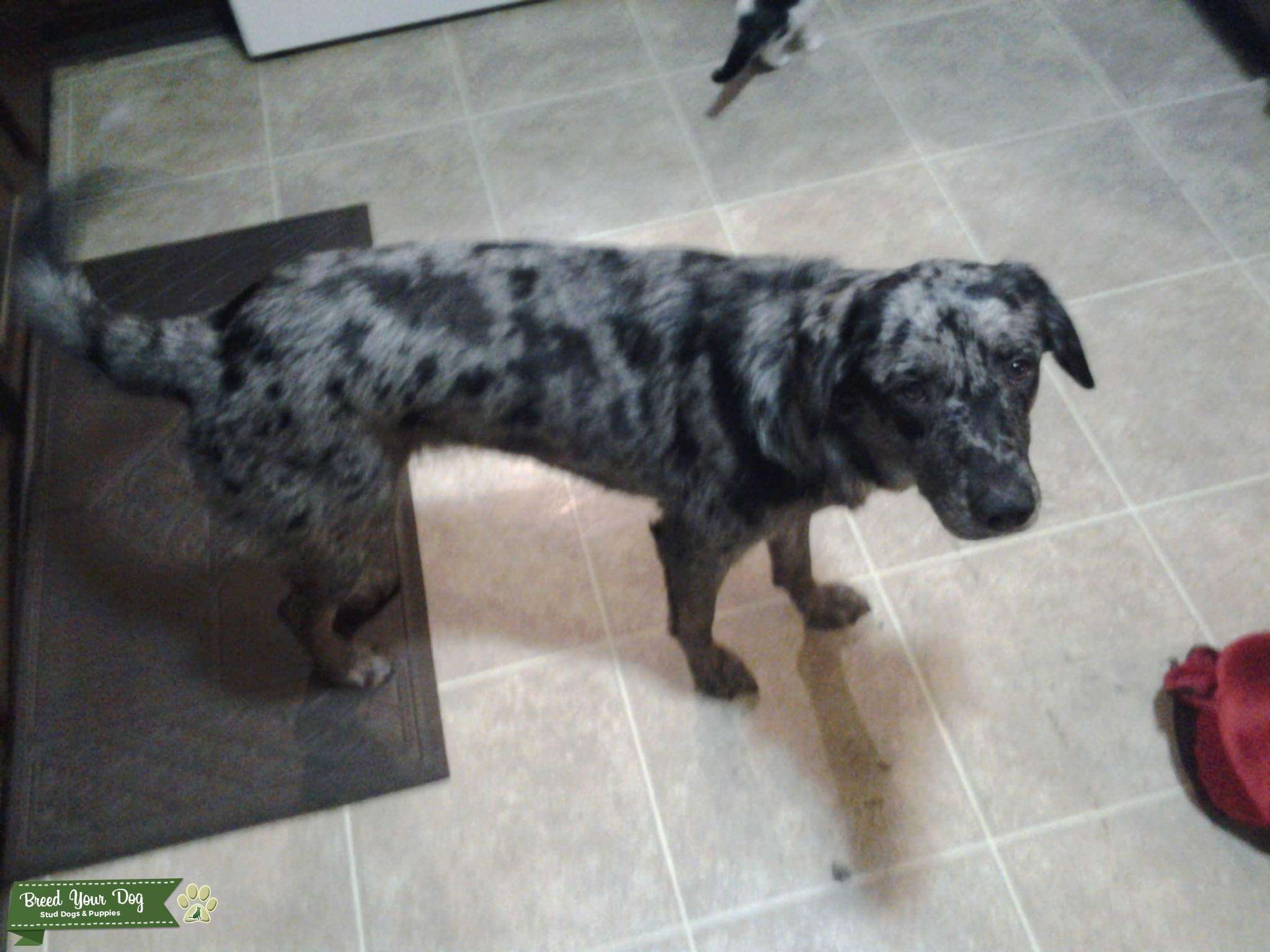 Beautiful Catahoula Leopard Lab mix Stud Dog in Reno, Nevada, the