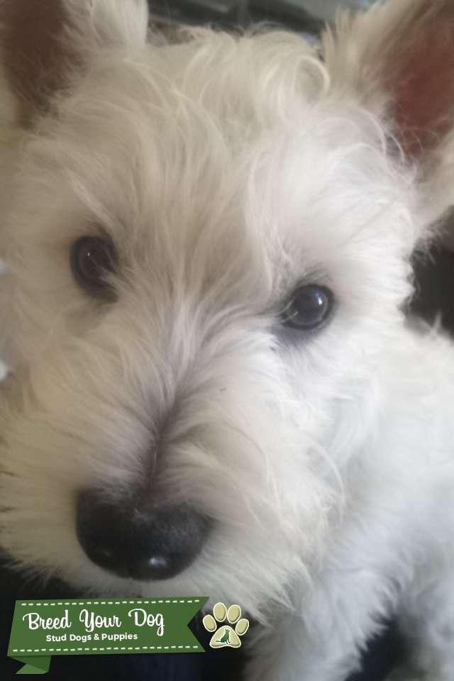 Beautiful Healthy West Highland Terrier Stud Stud Dog in Nottinghamshire , the United States