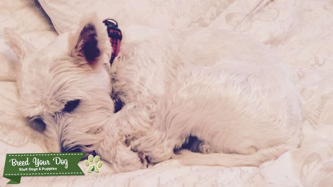 Beautiful Healthy West Highland Terrier Stud Stud Dog in Nottinghamshire , the United States