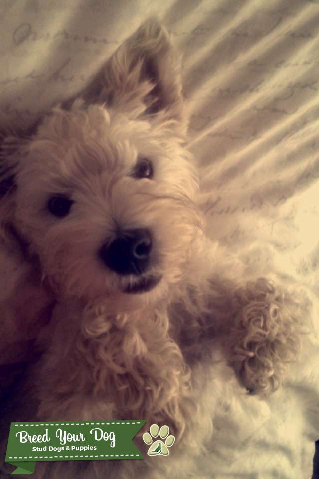Beautiful Healthy West Highland Terrier Stud Stud Dog in Nottinghamshire , the United States