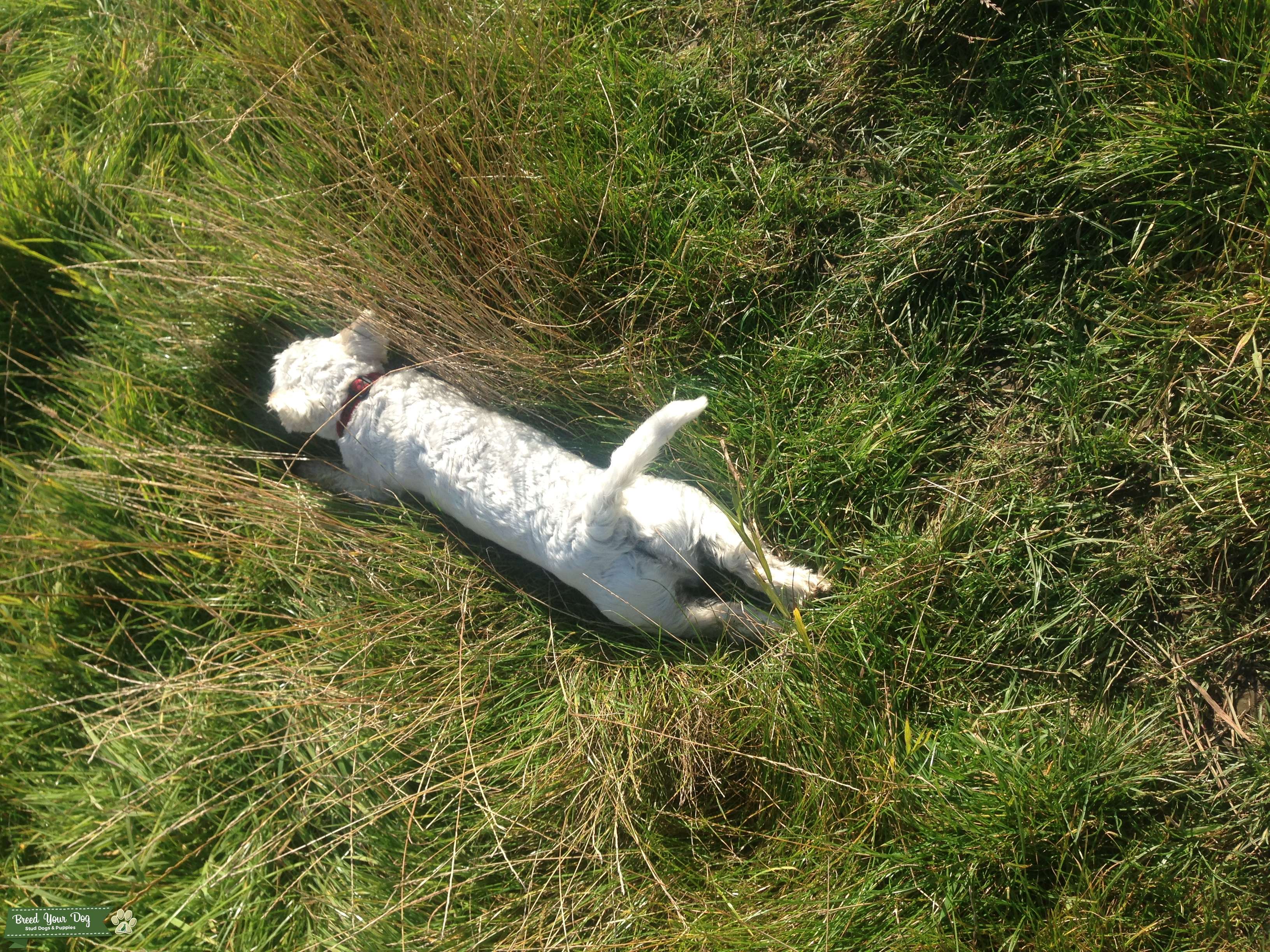 Beautiful Healthy West Highland Terrier Stud Stud Dog in Nottinghamshire , the United States