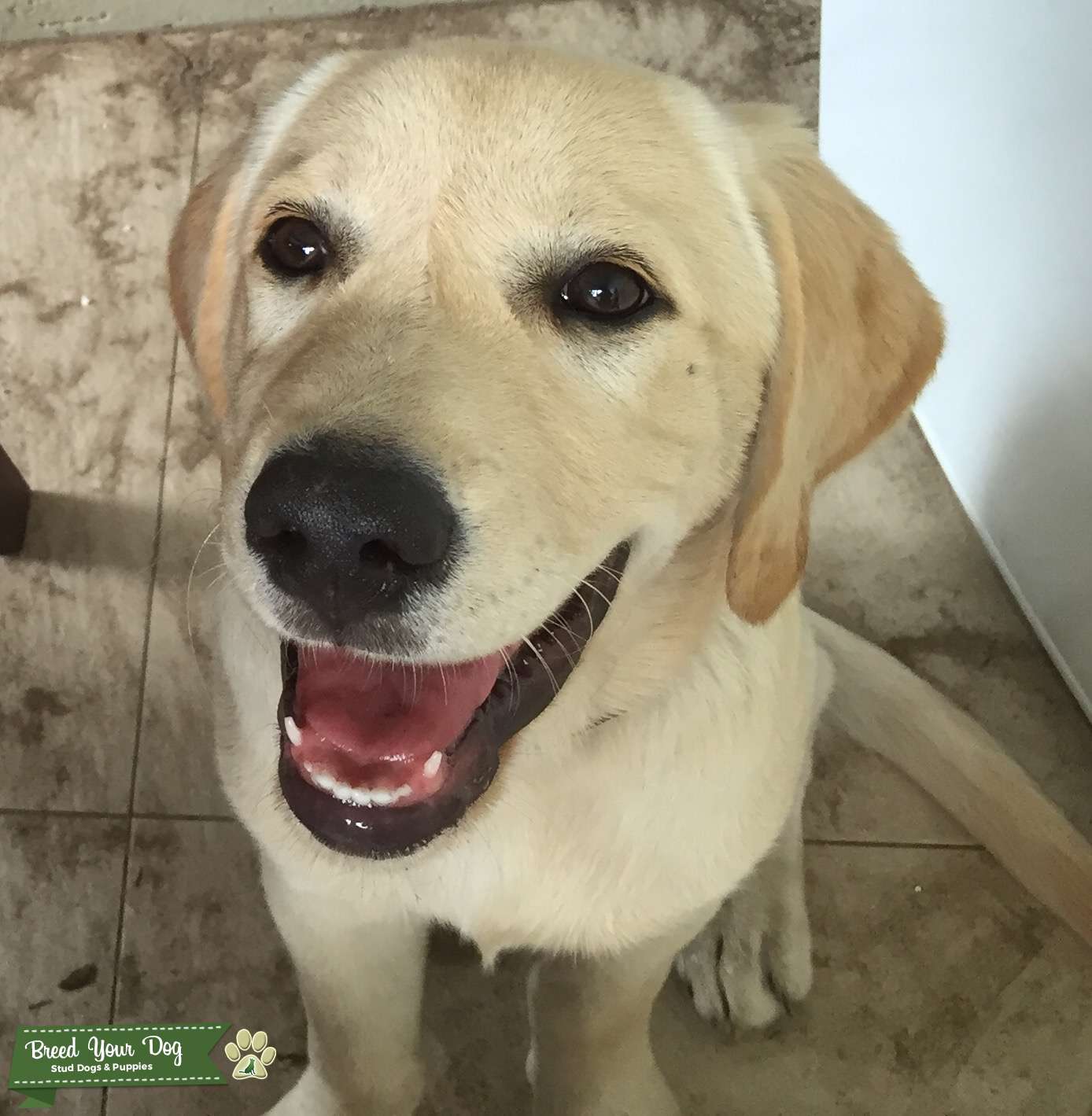 Male Stud Lab cross Golden Stud Dog in Far North QLD, the United