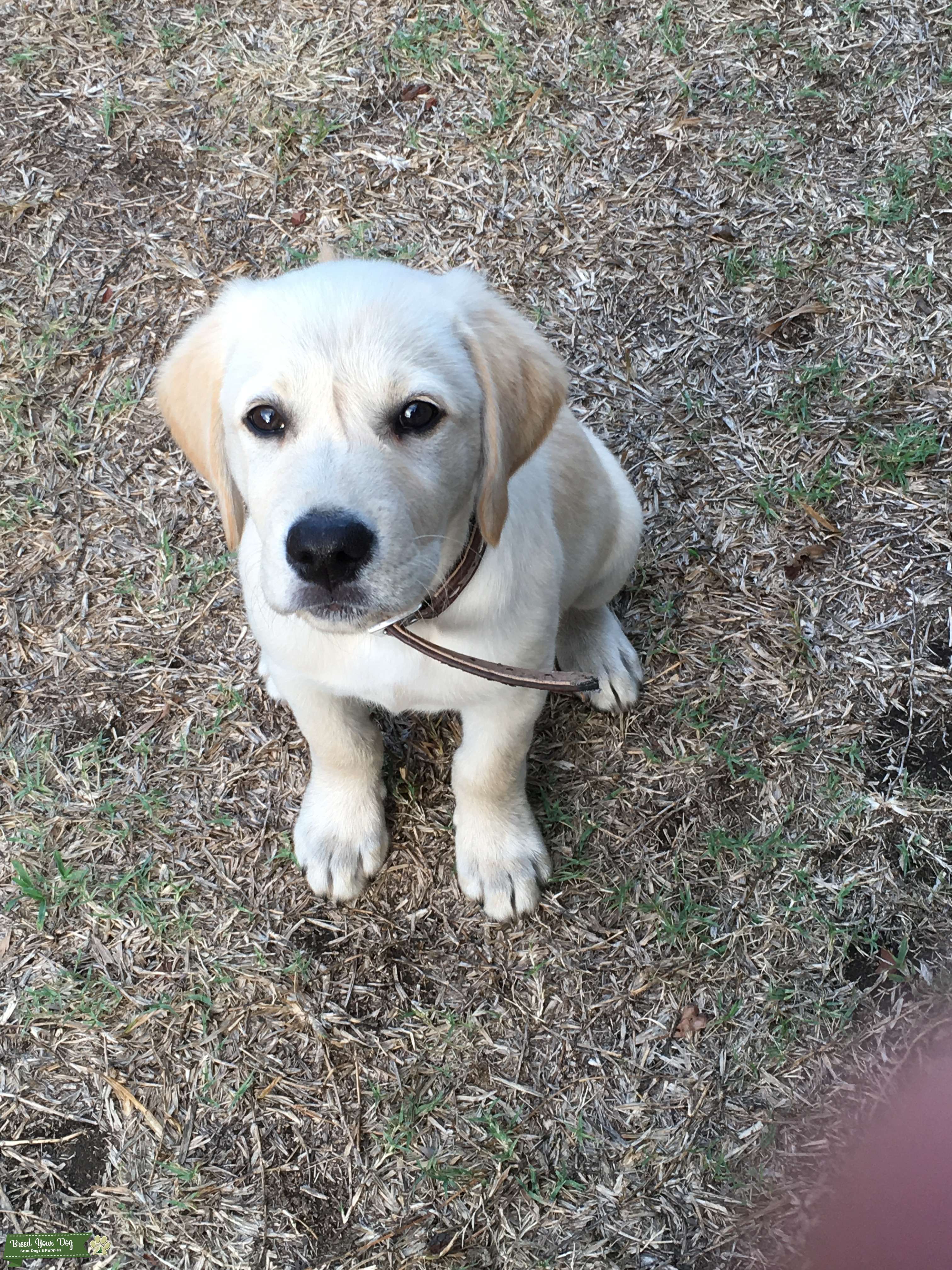 Male Stud Lab cross Golden Stud Dog in Far North QLD, the United