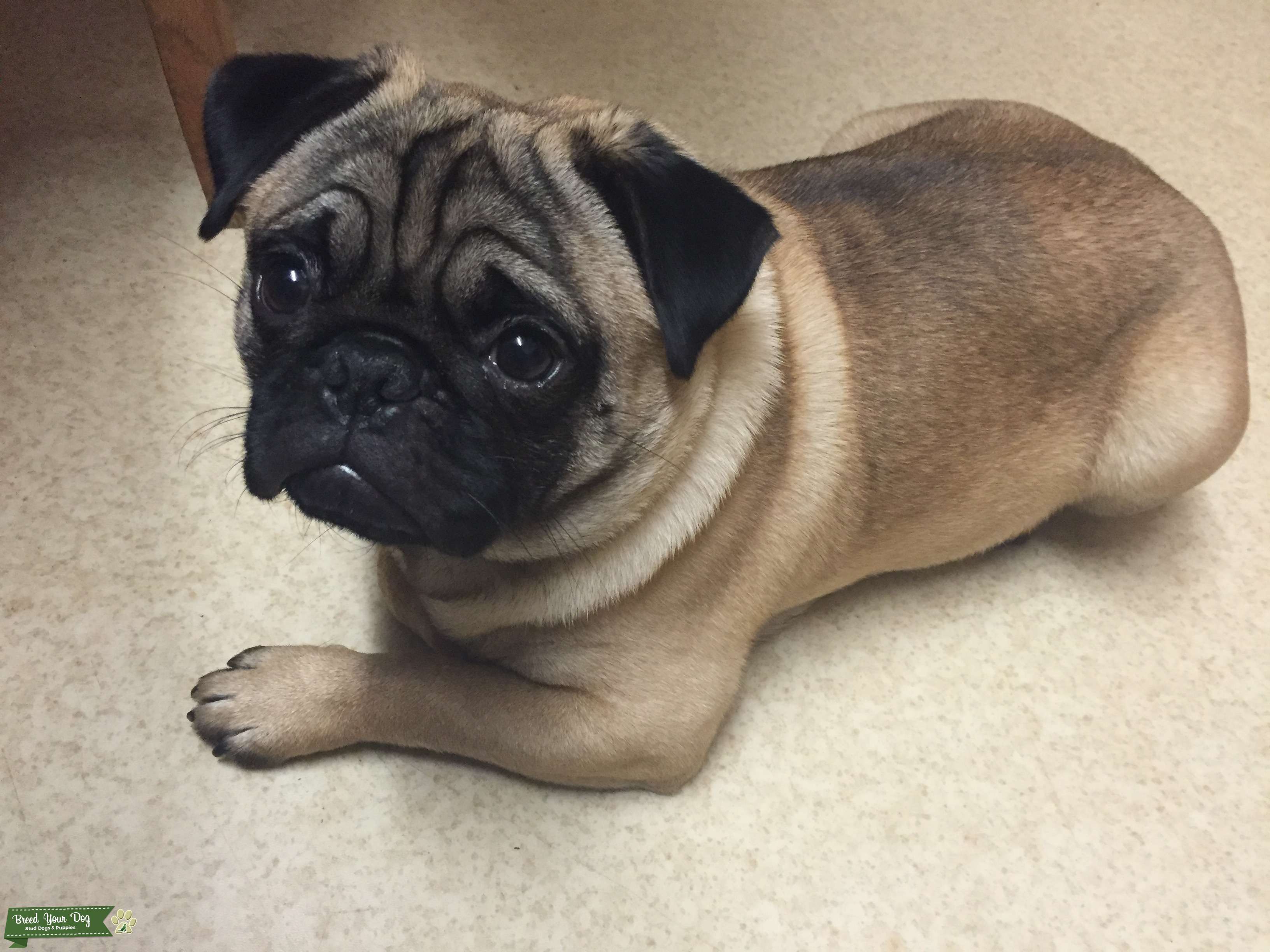 Pug for stud Stud Dog in Hampshire , the United States Breed Your Dog