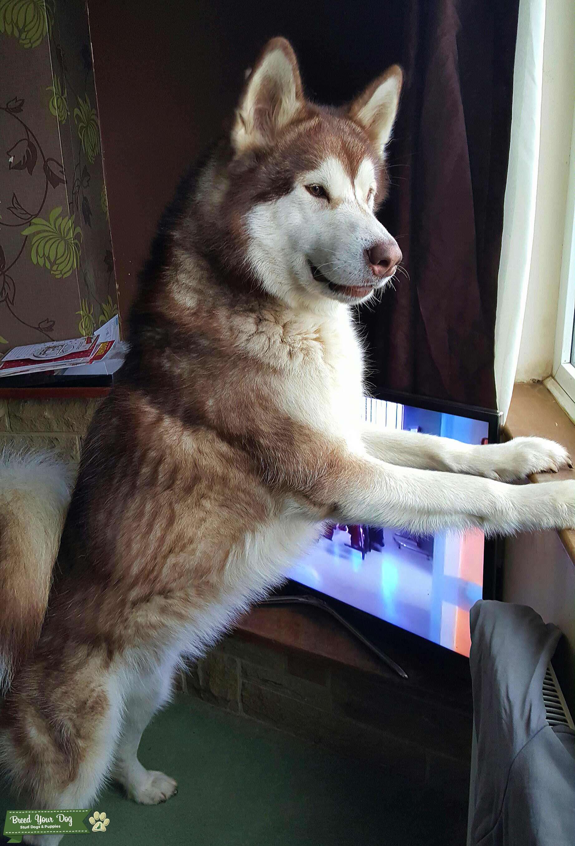 Stud Dog KC registered Alaskan Malamute Stud dog Breed Your Dog