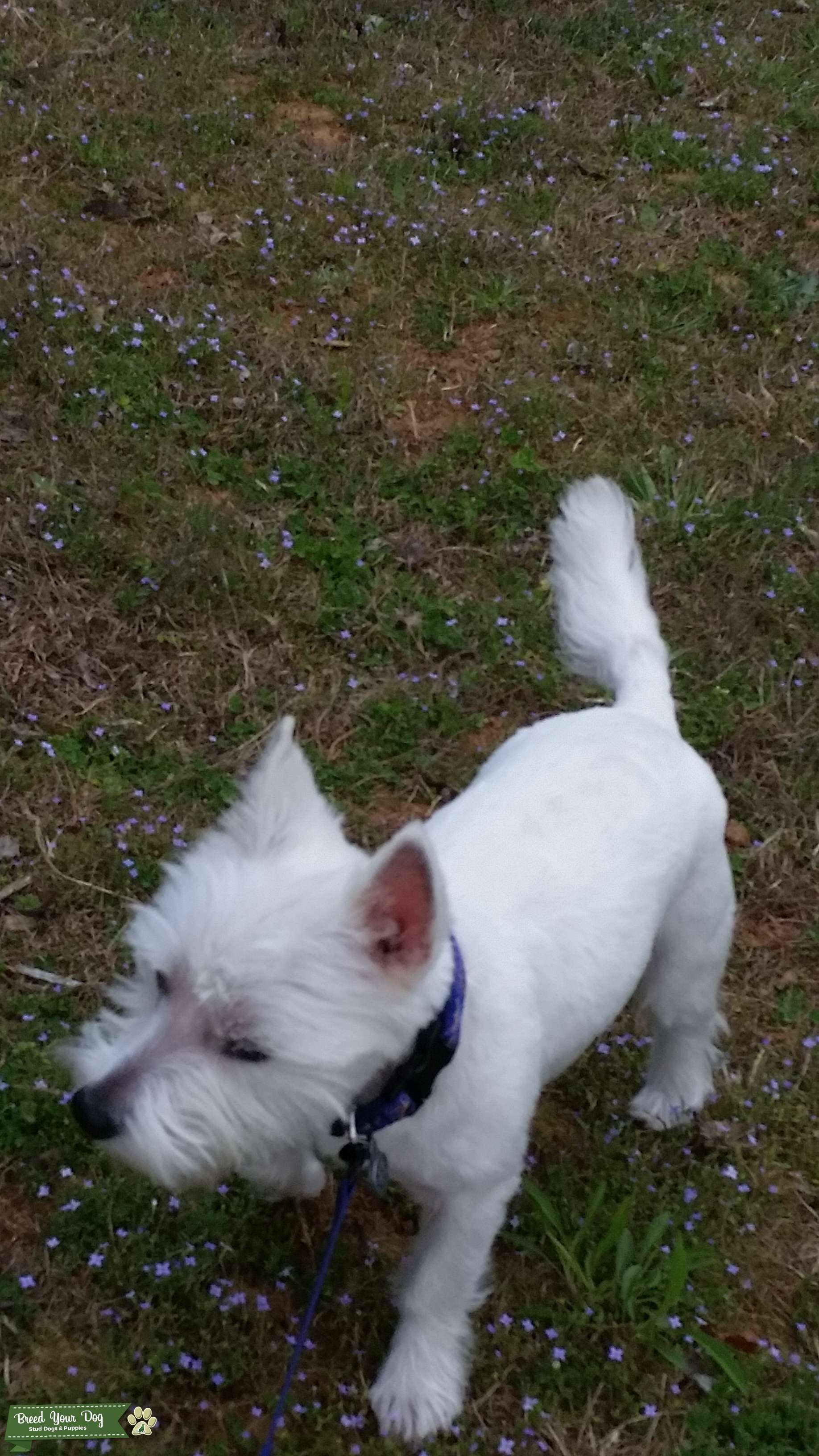 West Highland White Terrier Stud Dog North Carolina Breed Your Dog