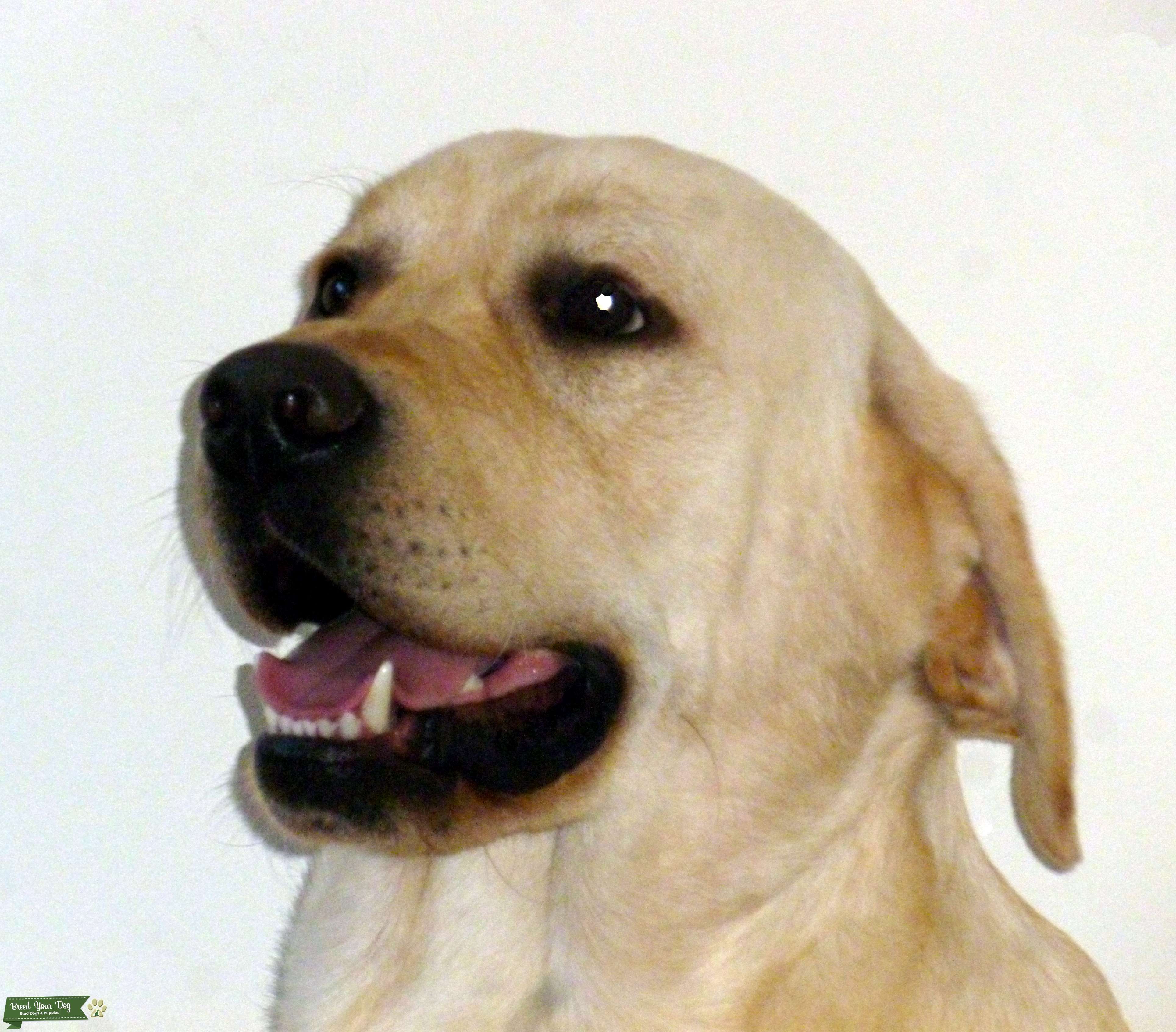 Handsome Jasper has brilliant pedigree Stud Dog in Suffolk, the