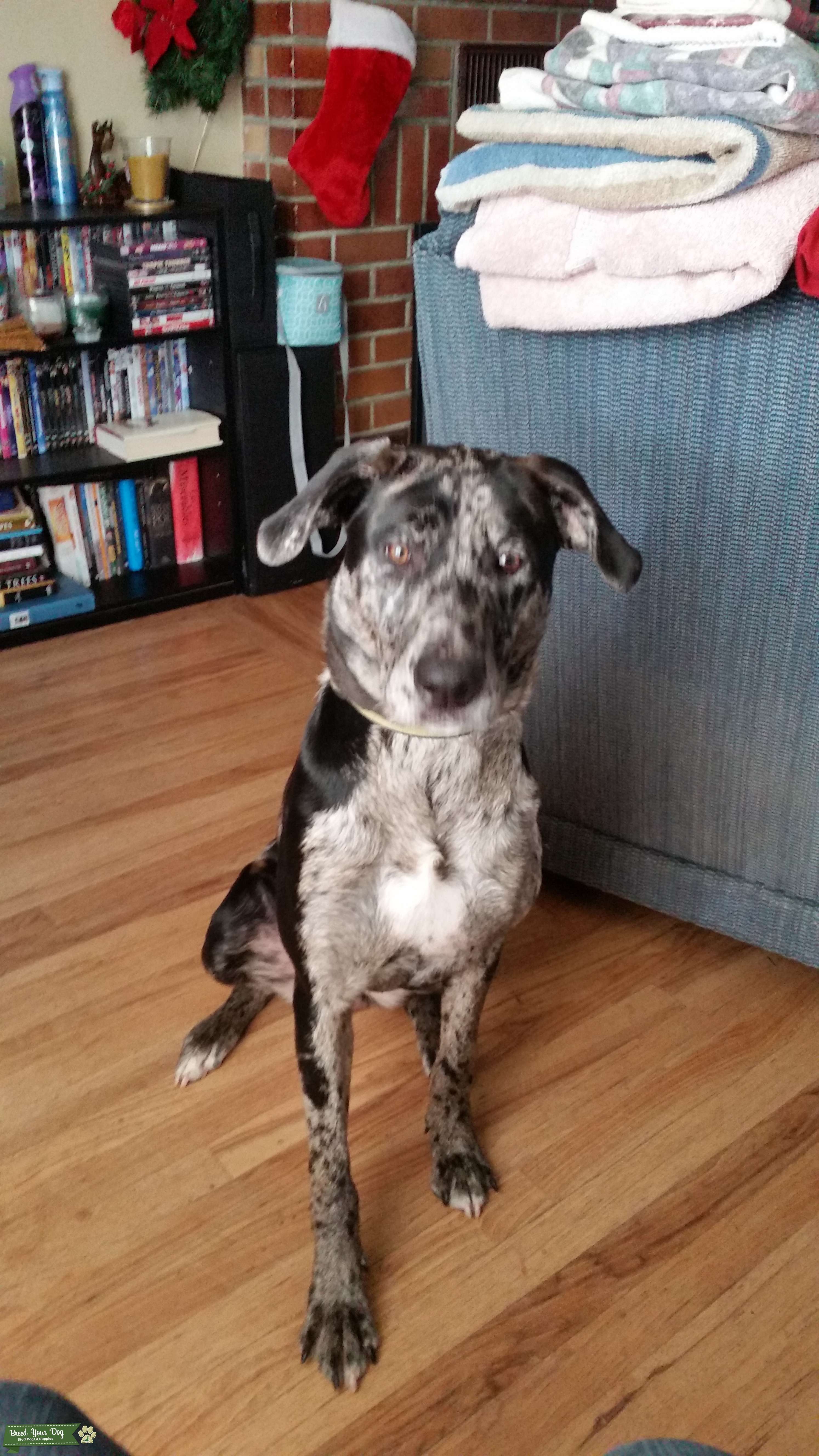 Beautiful Brindle Lab Bloodhound Stud Dog in Kitsap County, the