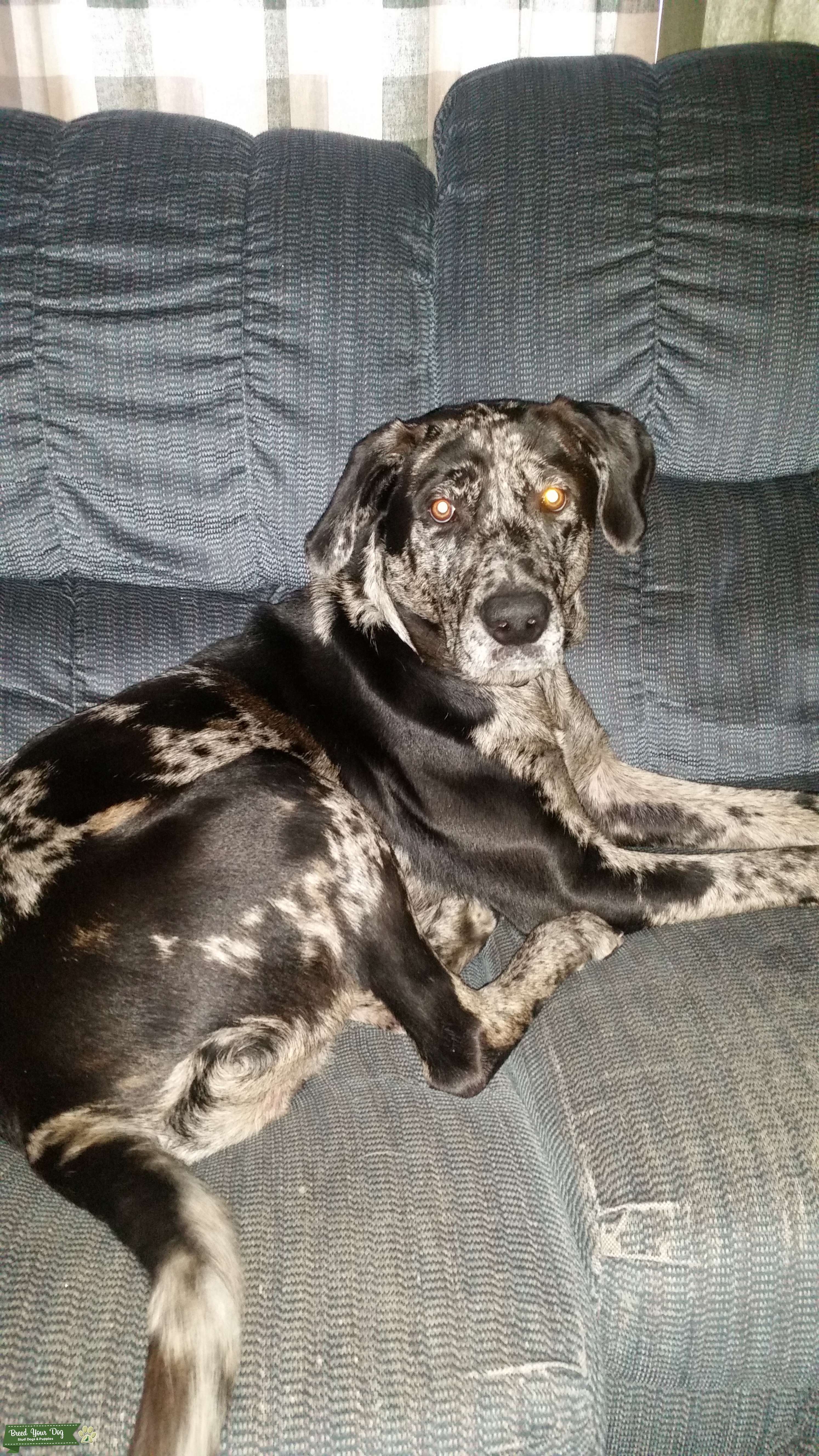 Beautiful Brindle Lab Bloodhound Stud Dog in Kitsap County, the