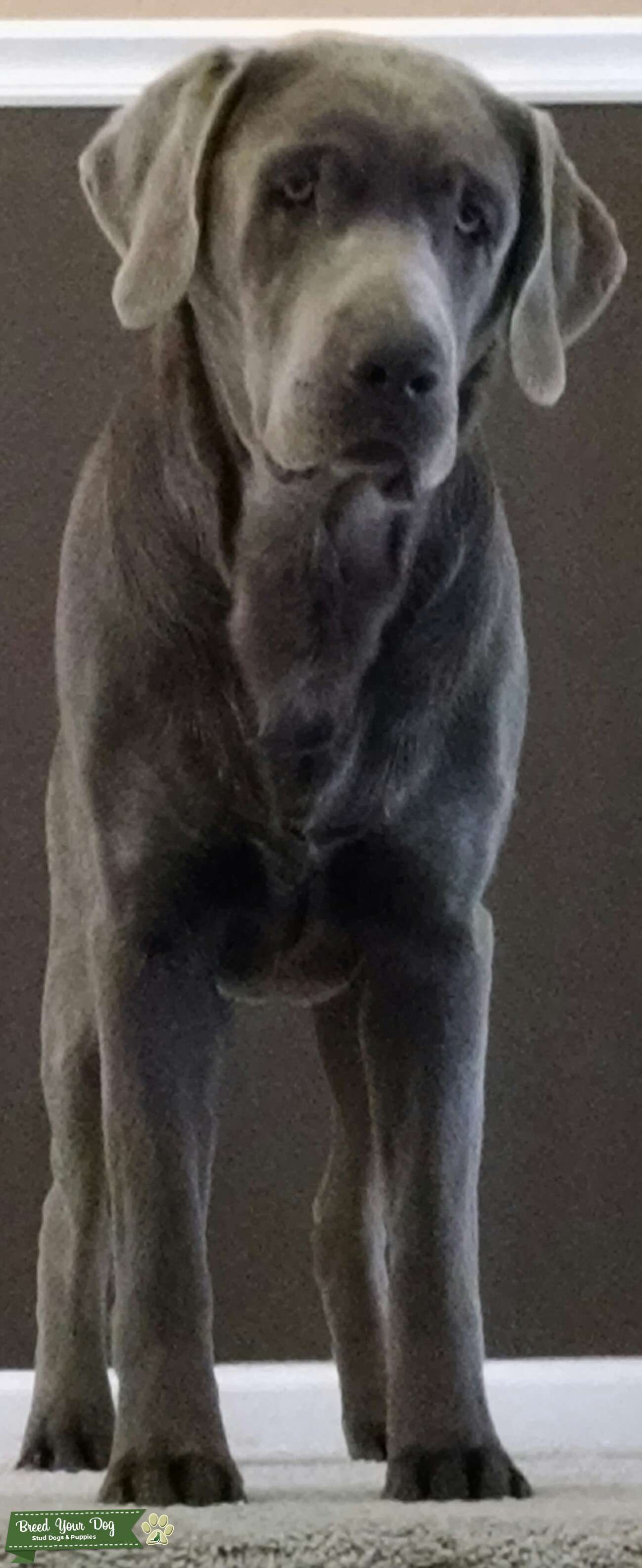 AKC Registered Silver Lab Stud Dog in Colorado, the United States Breed Your Dog