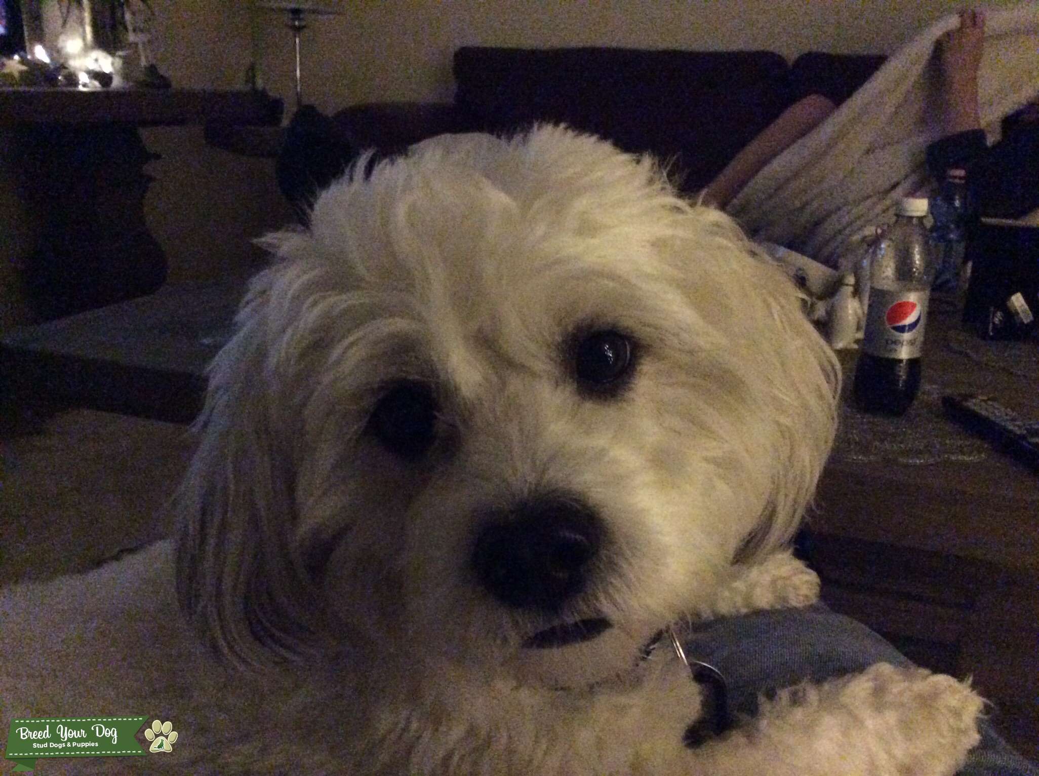 Beautiful natured, healthy stud Maltese / Shitzu Stud Dog in