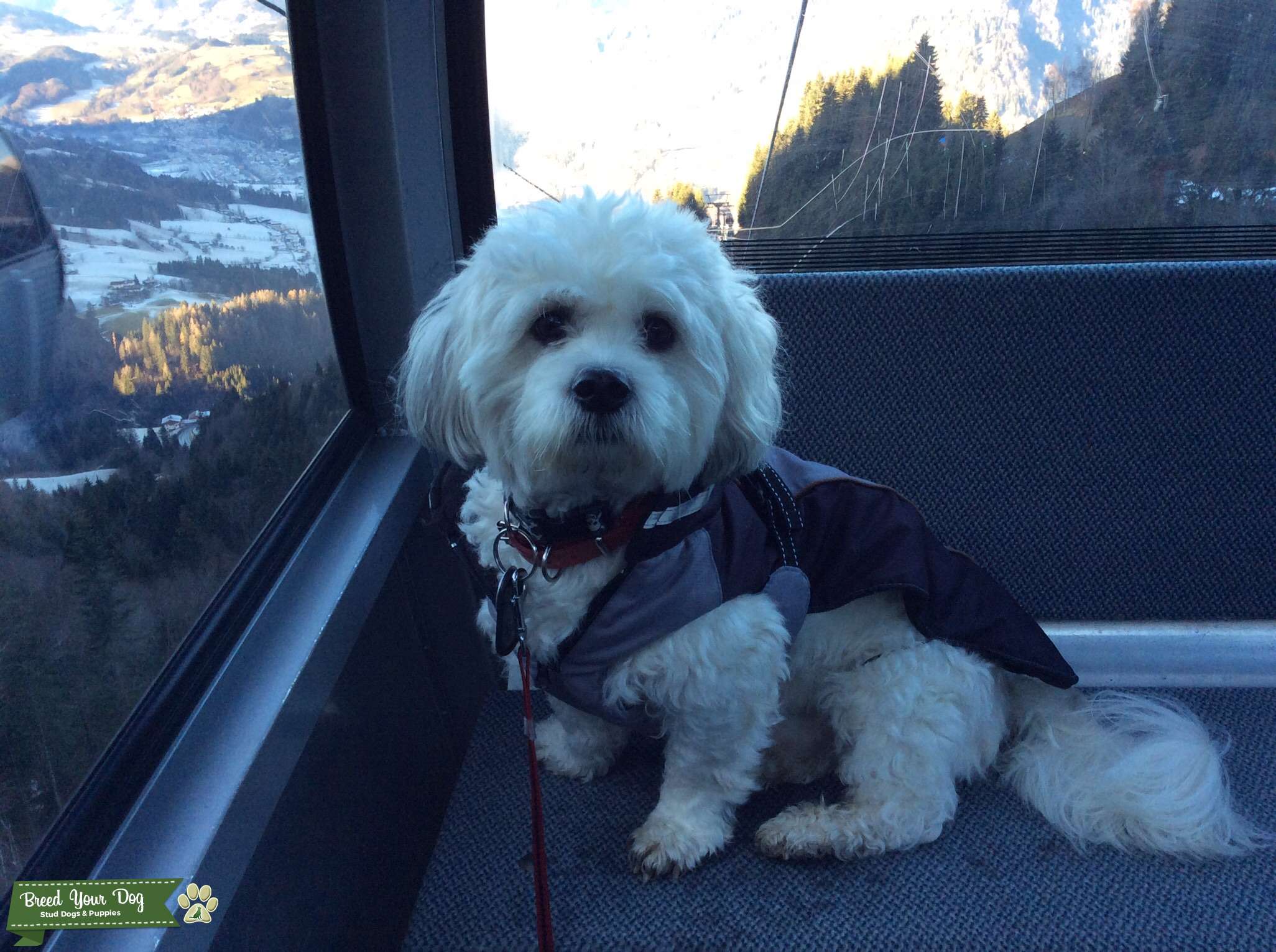 Beautiful natured, healthy stud Maltese / Shitzu Stud Dog in