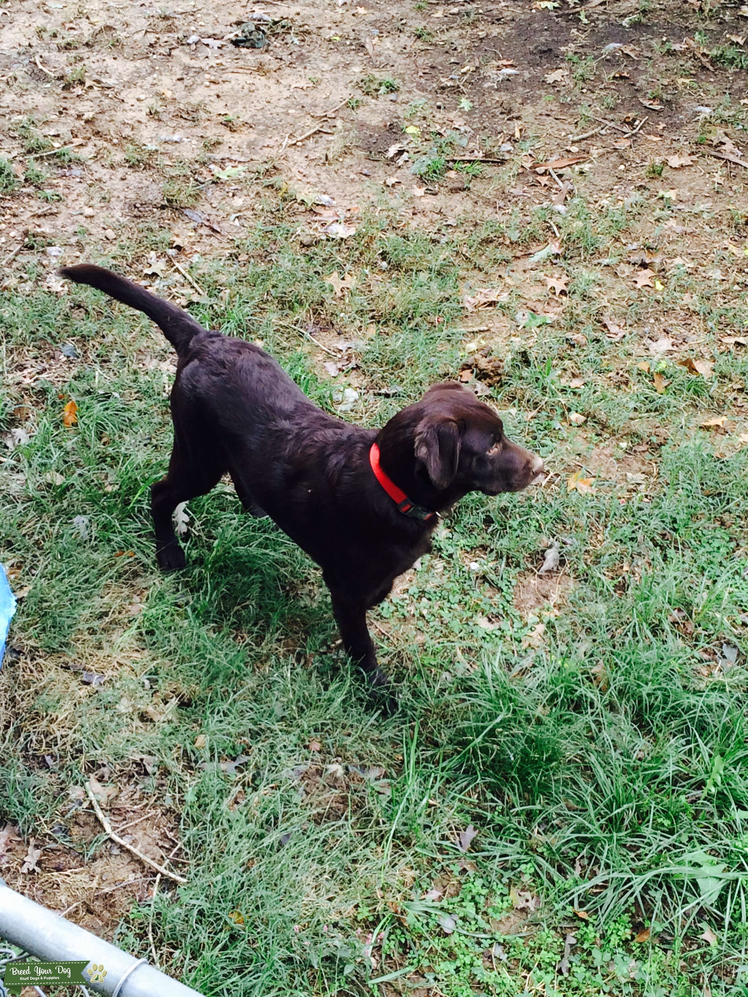 Chocolate Lab stud dog Stud Dog in Alabama , the United States