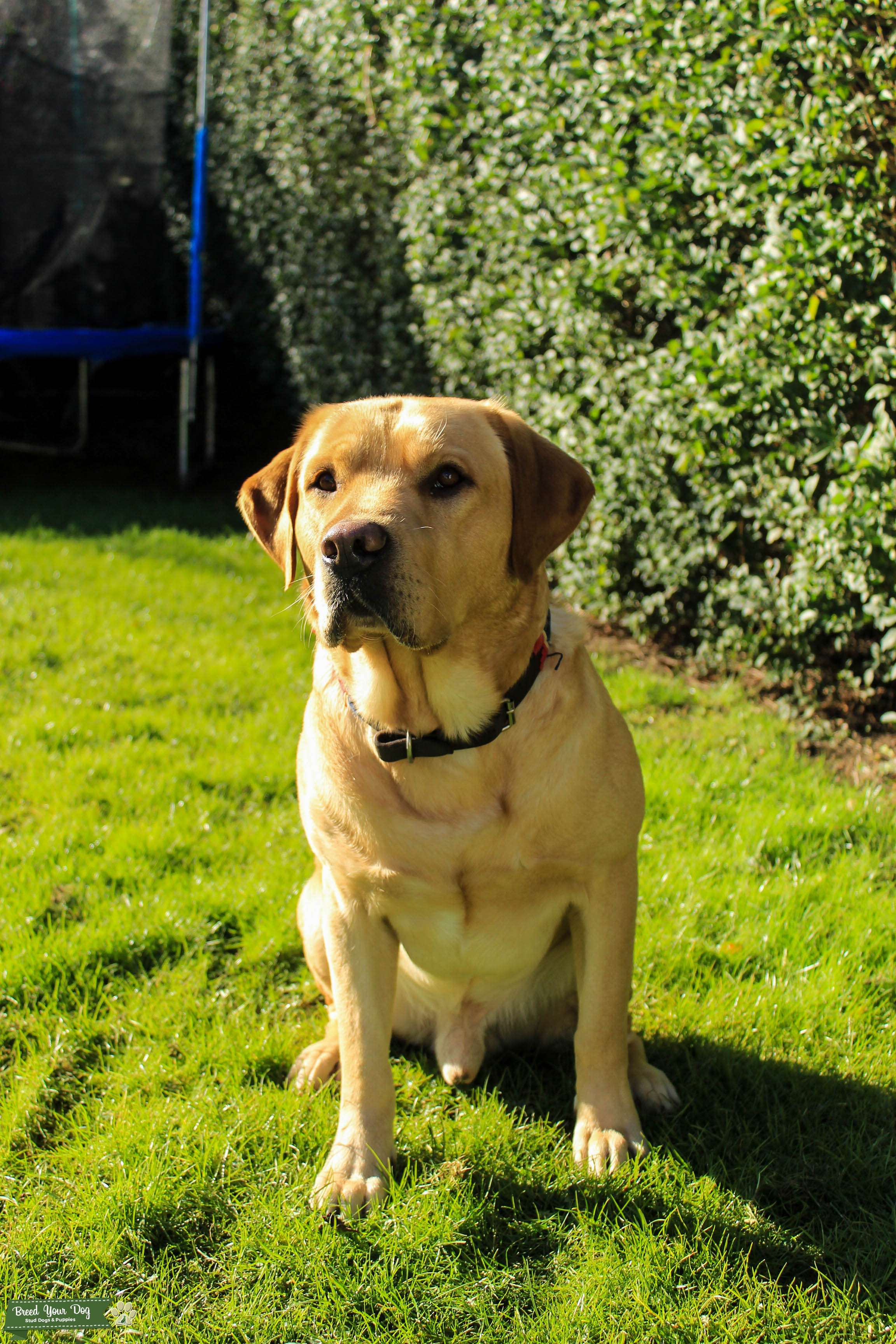 Stud Dog - Stunning Golden Labrador for Stud - Breed Your Dog