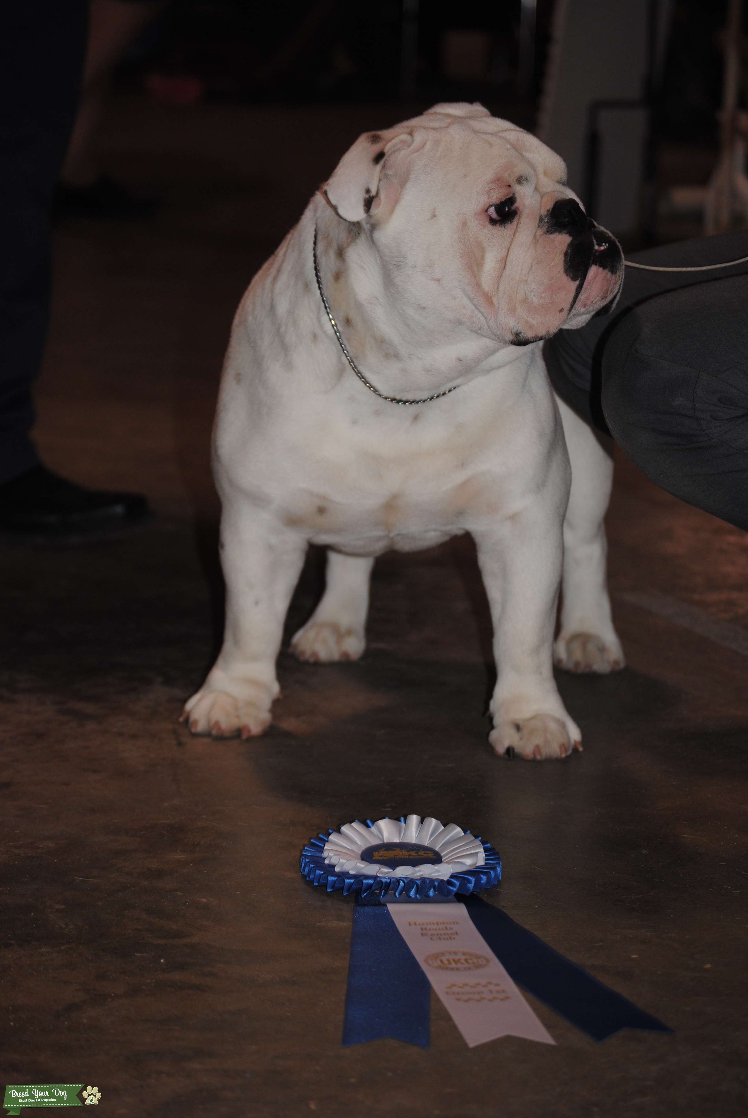 Stud Dog English Bulldog Stud Service Breed Your Dog
