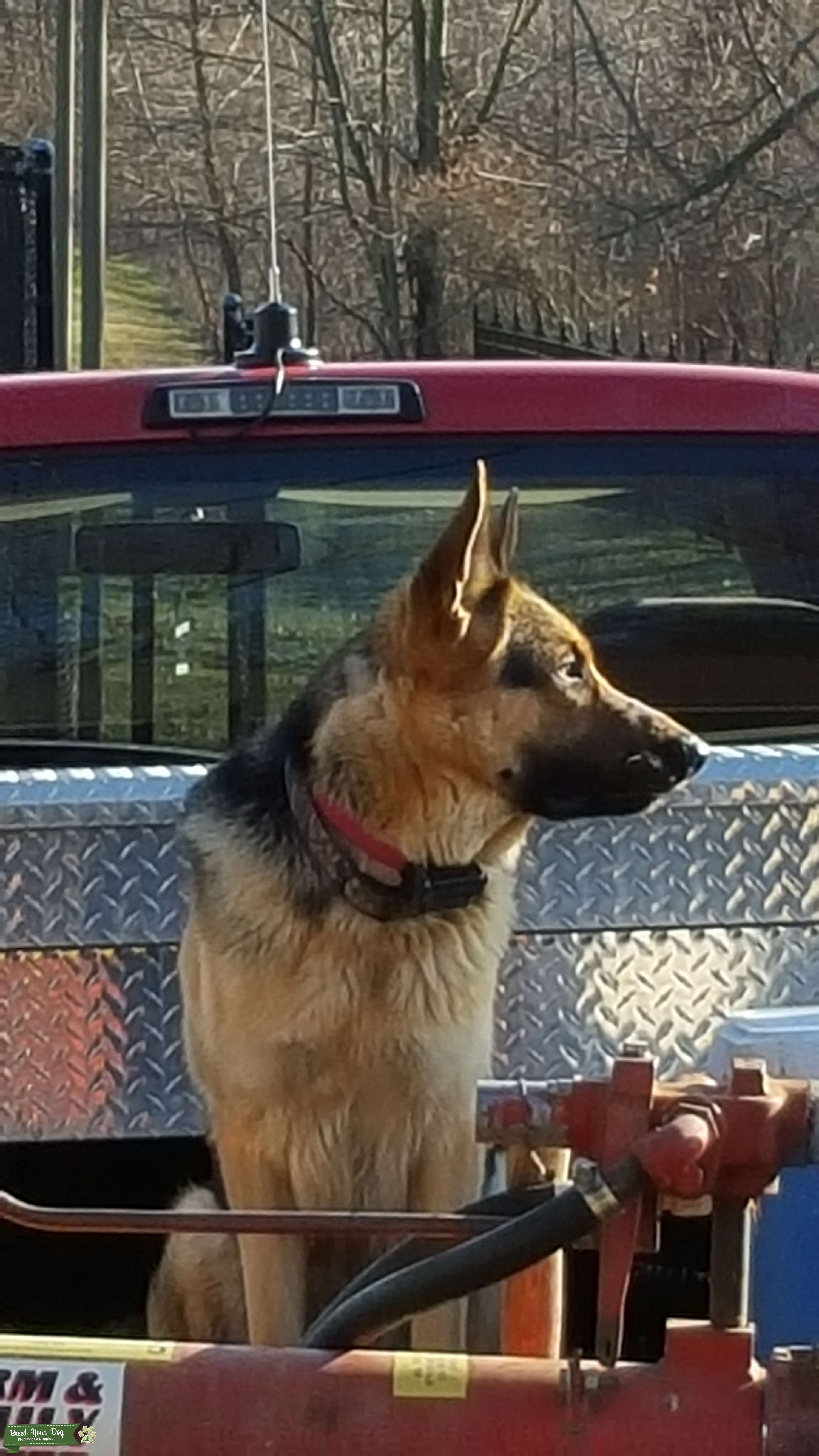 Stud Dog - akc black and red german shepherd stud service - Breed Your Dog