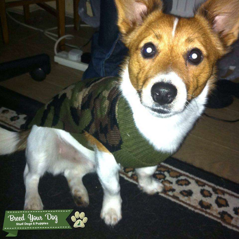 Miniature Jack Russell Terrier (Short Legged) (White & Brown) Stud