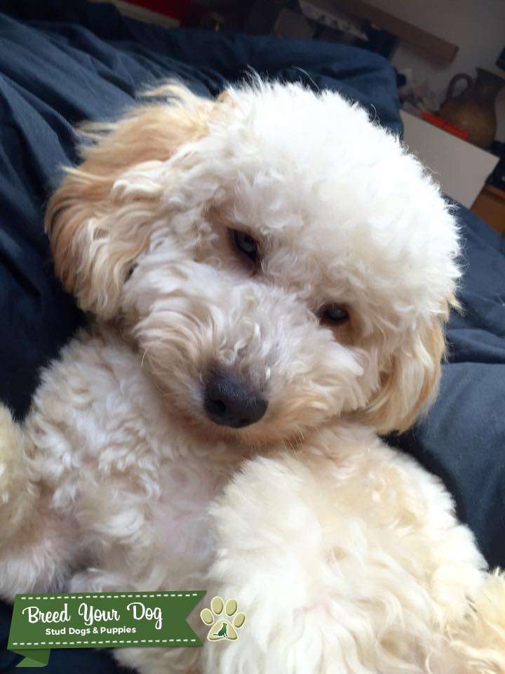 Stud Dog Apriocot/Cream Coton De Tulear x Toy Poodle Breed Your Dog