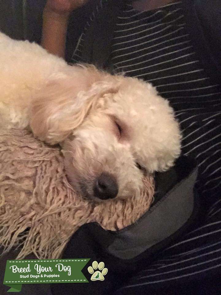 Apriocot/Cream Coton De Tulear x Toy Poodle Stud Dog London Breed