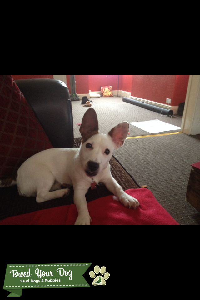 Dog for stud Stud Dog Manchester Breed Your Dog