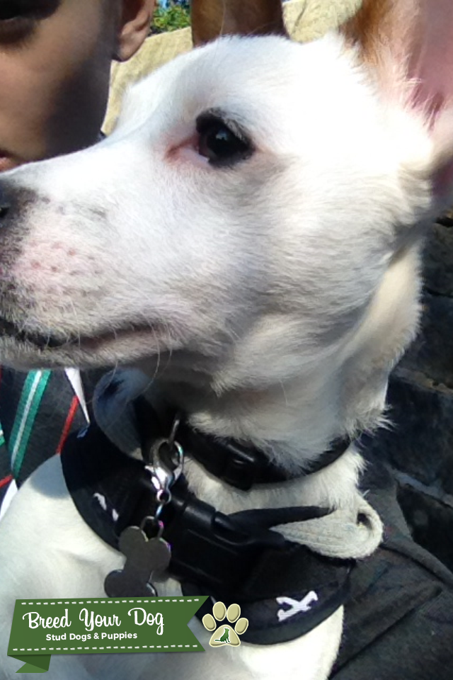 Dog for stud Stud Dog Manchester Breed Your Dog