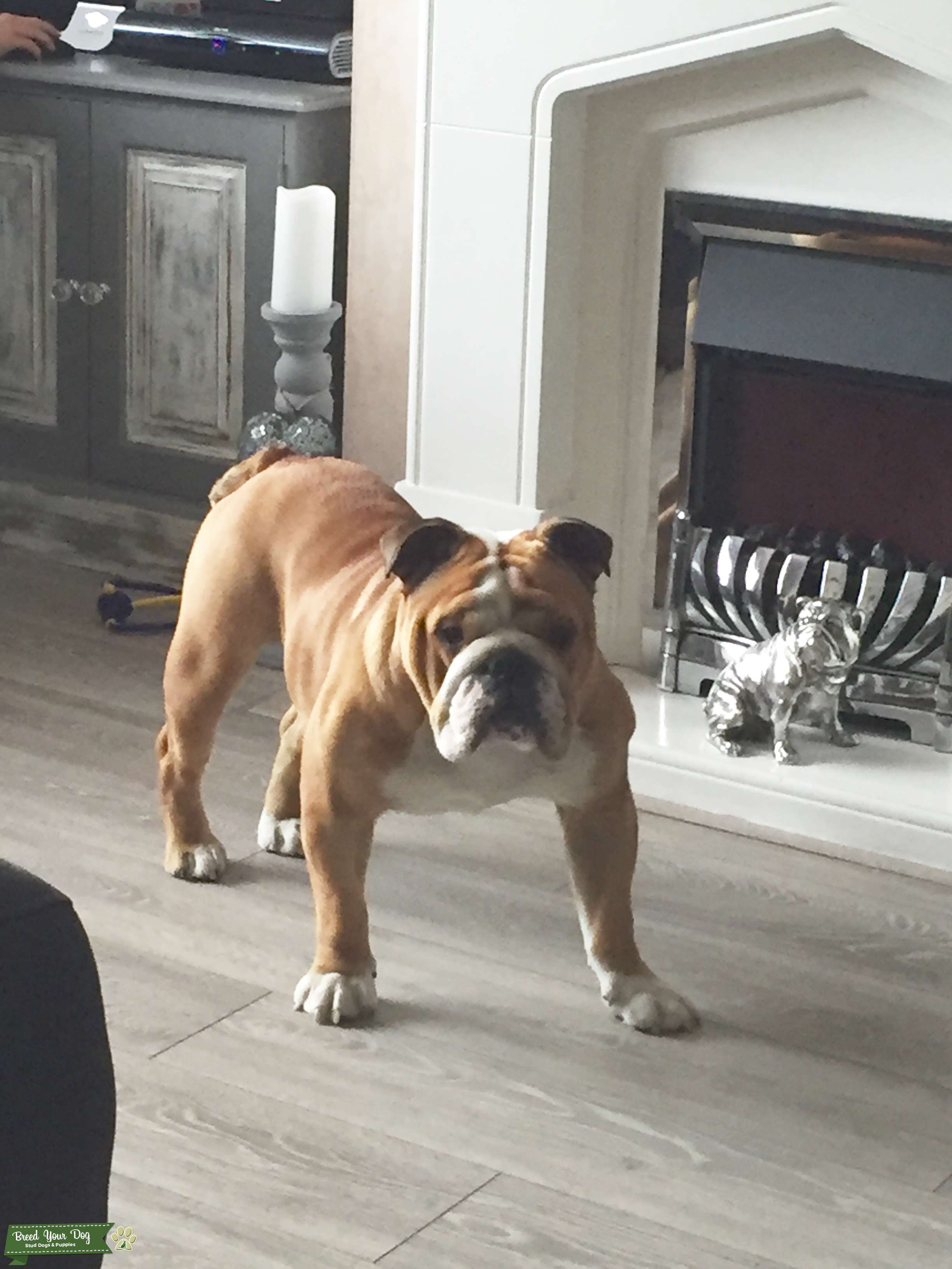 Stud Dog British bulldog for stud Breed Your Dog