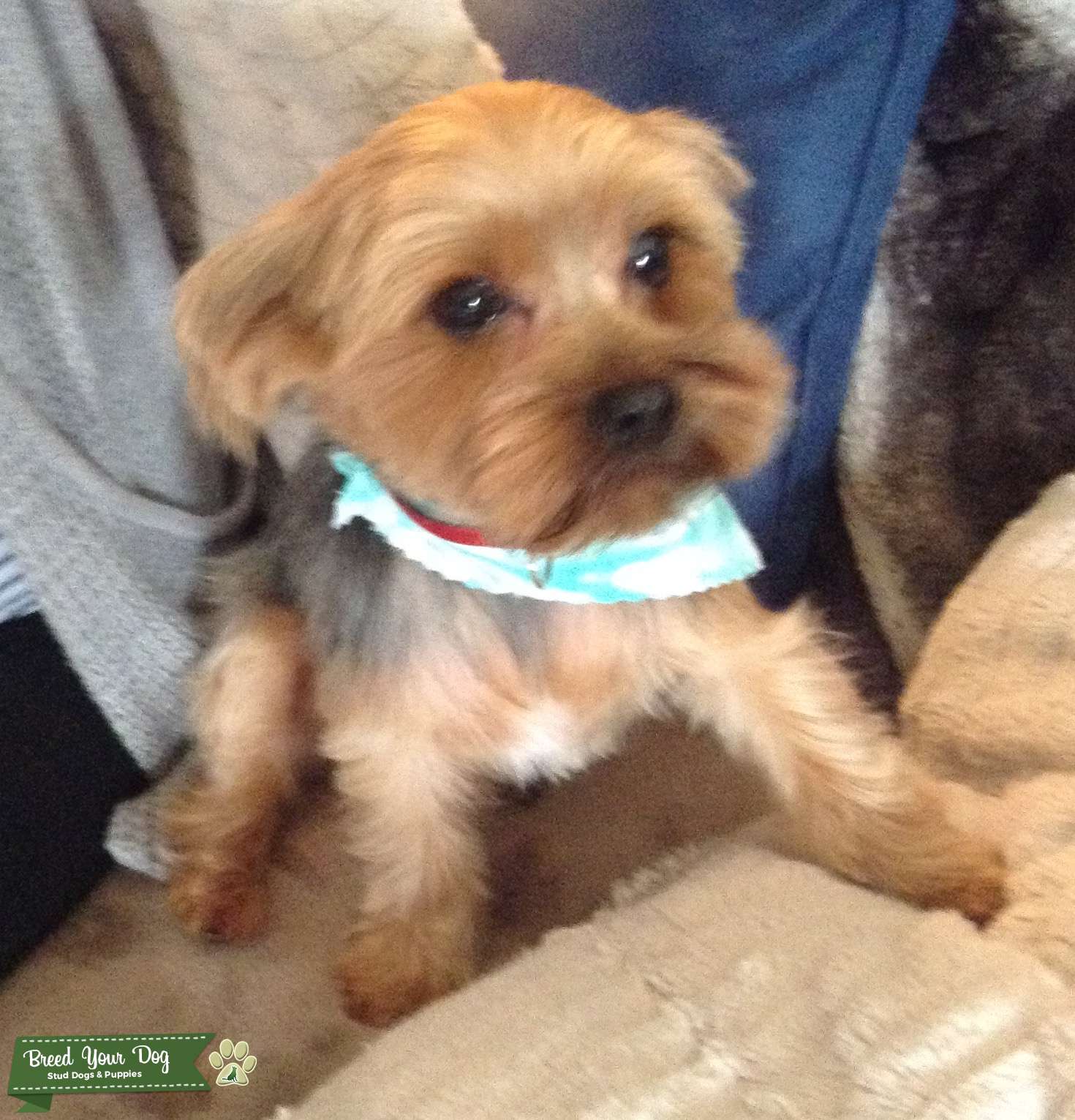 Male Yorkie stud Stud Dog in The Dalles, Mexico Breed Your Dog