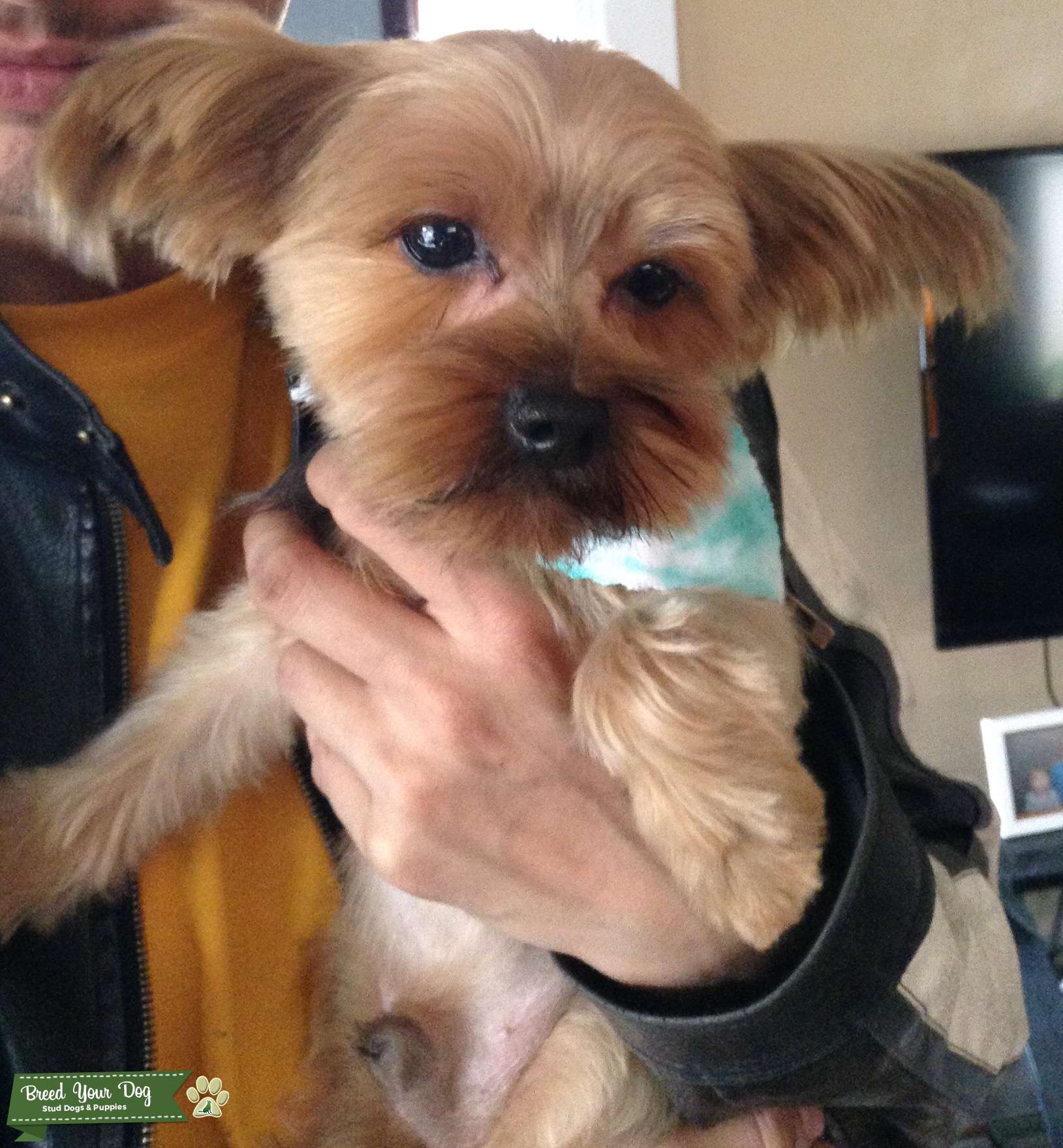 Male Yorkie stud Stud Dog in The Dalles, Mexico Breed Your Dog