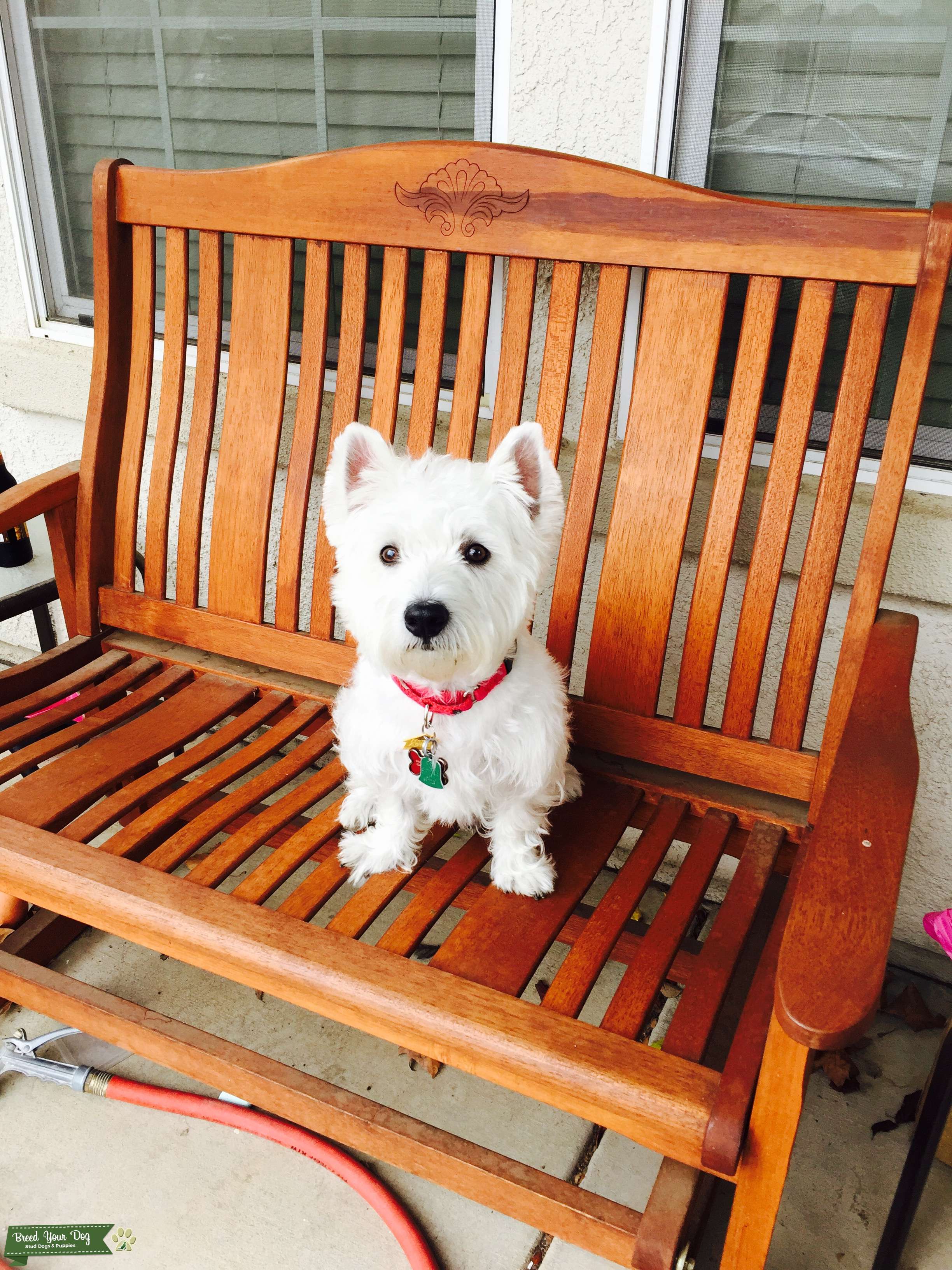 West Highland White Terrier Stud Dog in Mather, California, the United States Breed Your Dog
