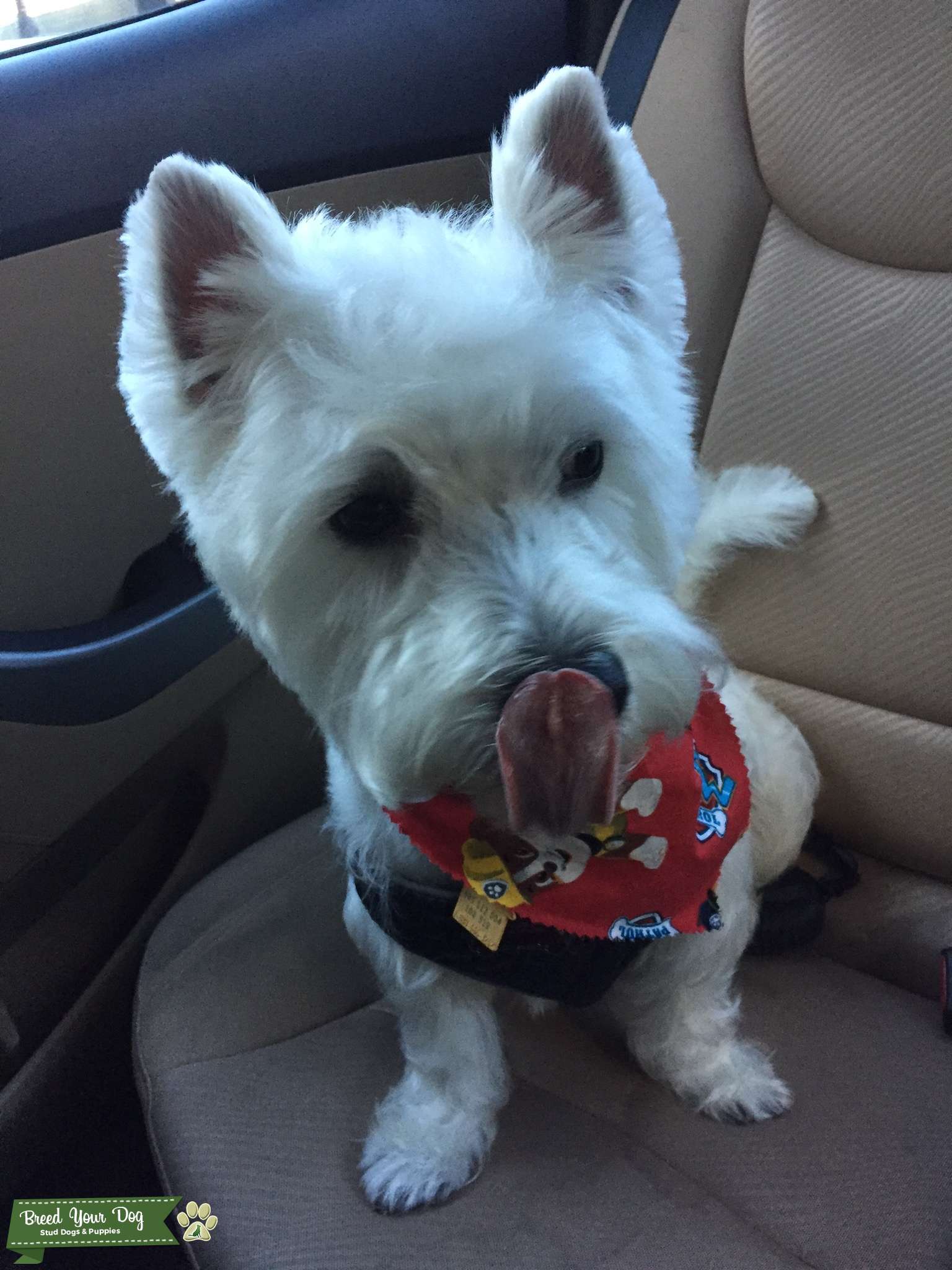 West Highland White Terrier Stud Dog in Mather, California, the United States Breed Your Dog