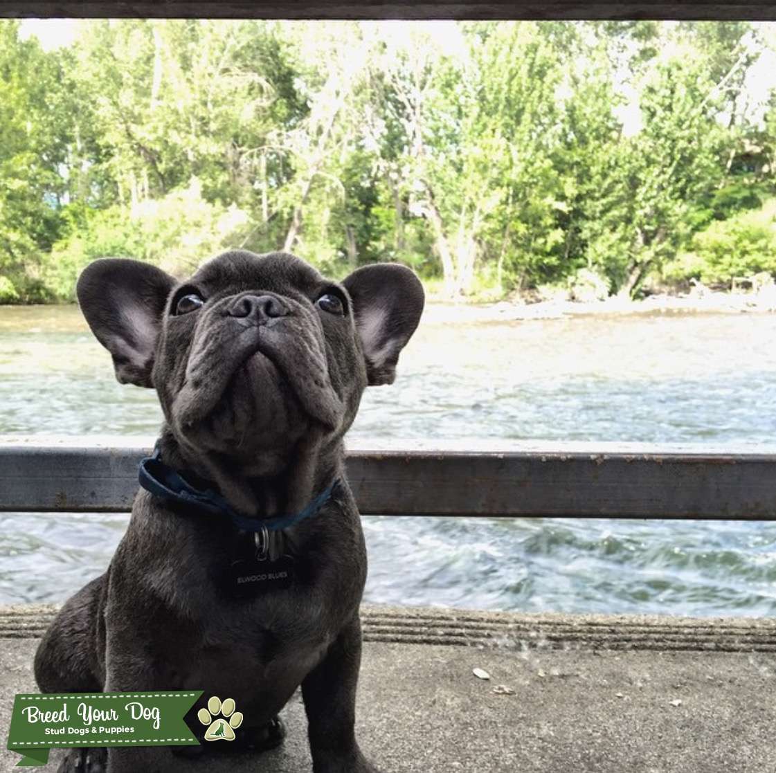 Tri Carrier Blue French Bulldog Stud Dog in Northwest, United States