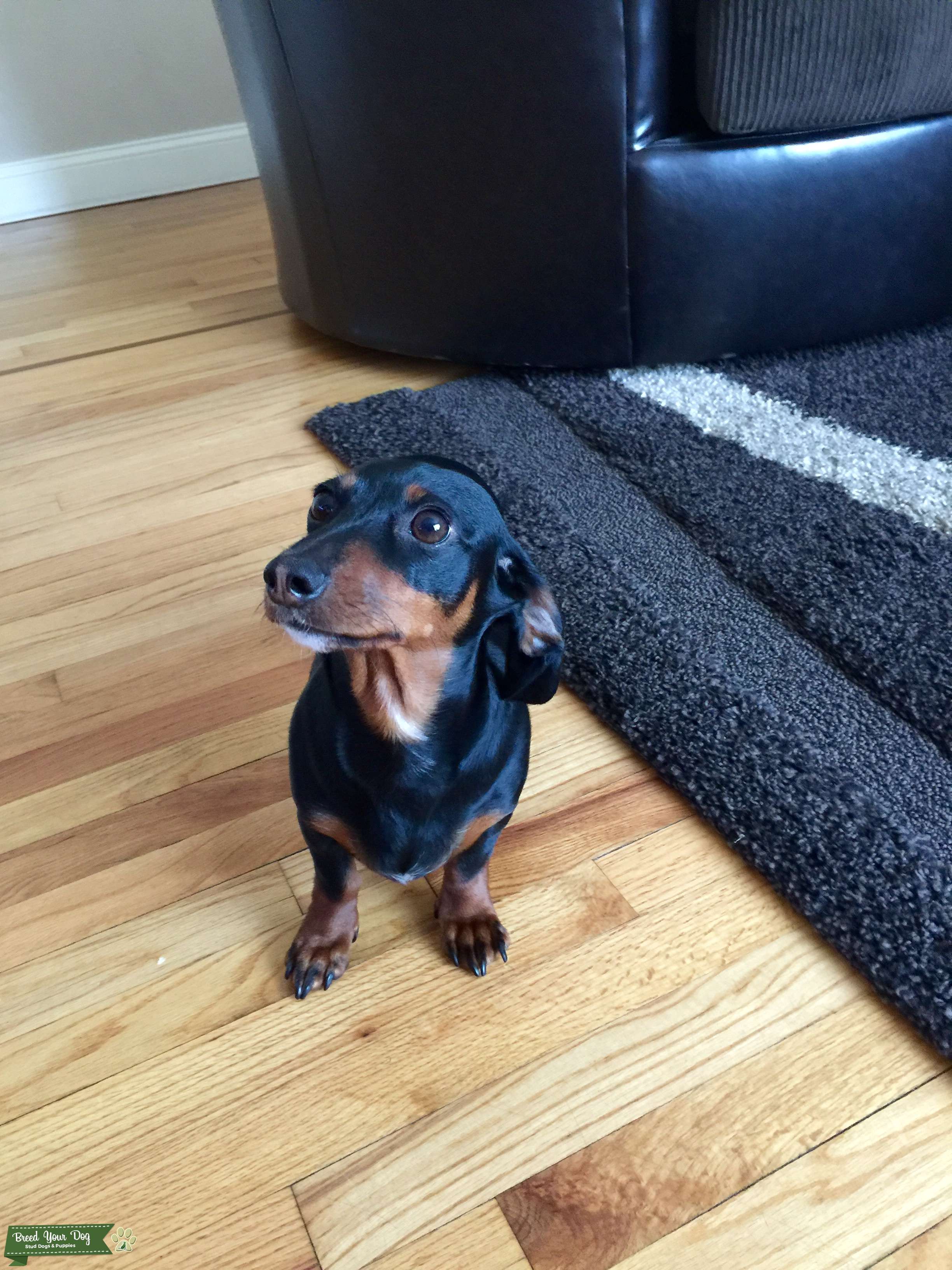 Miniature Dachshund Stud Dog in New Jersey , the United States