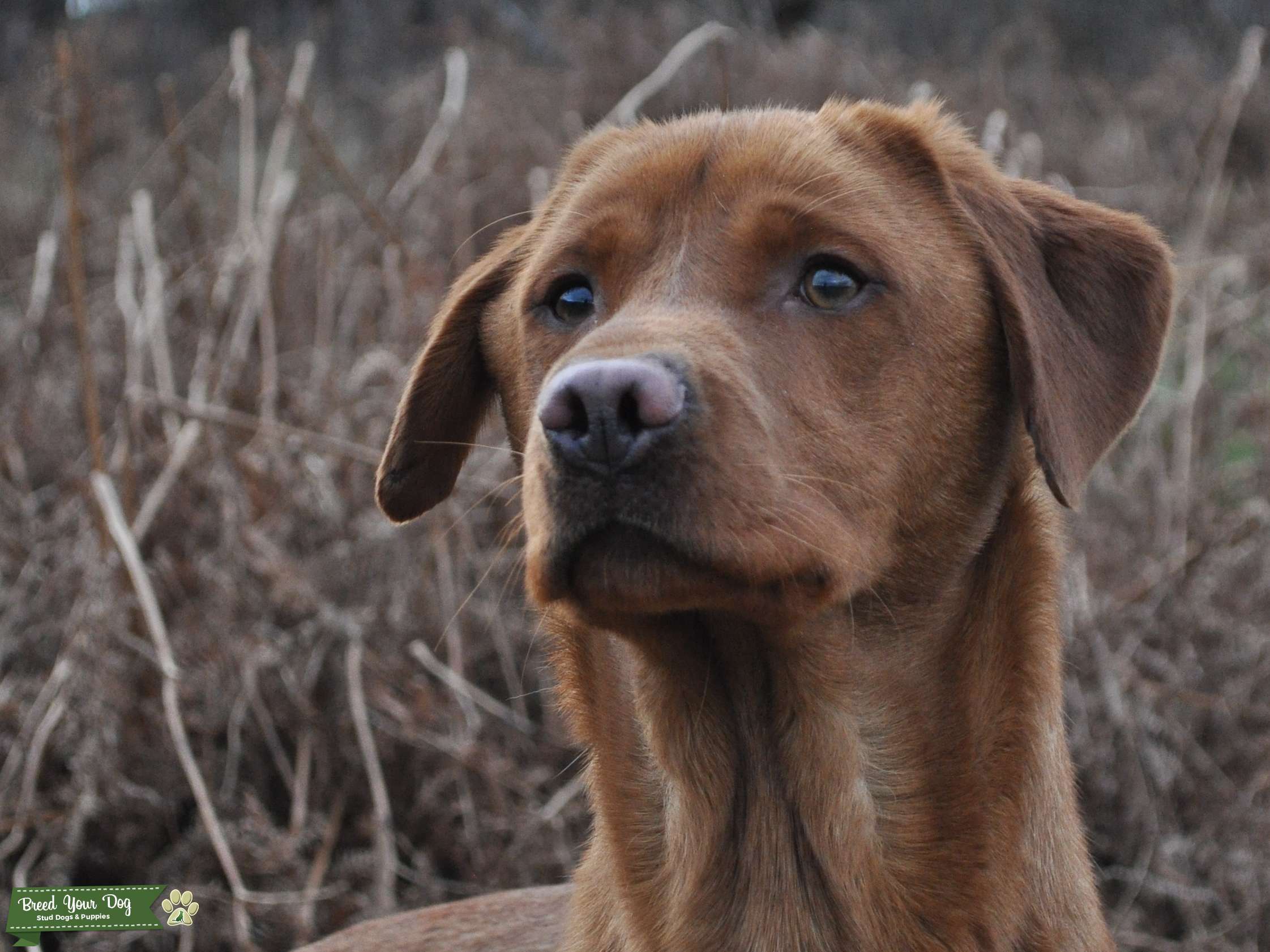 Dark Fox Red Labrador Stud Dog Stud Dog in Denbighshire, the United